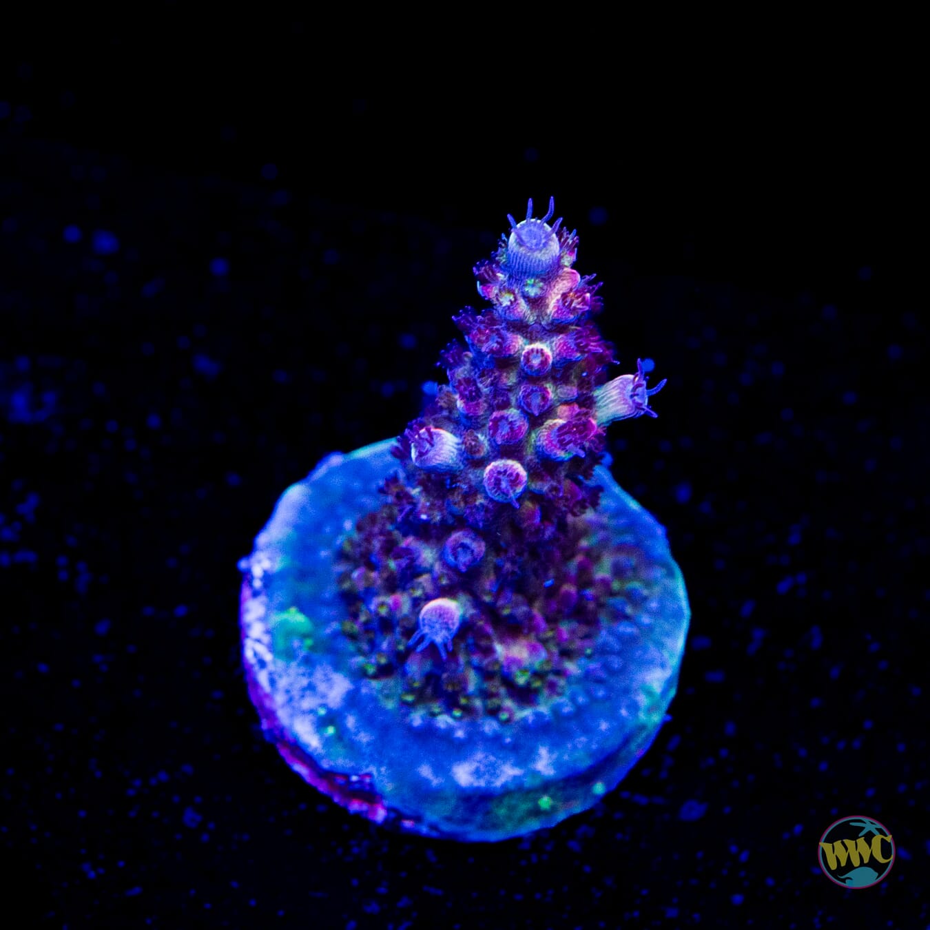WWC Violet Vortex Acropora