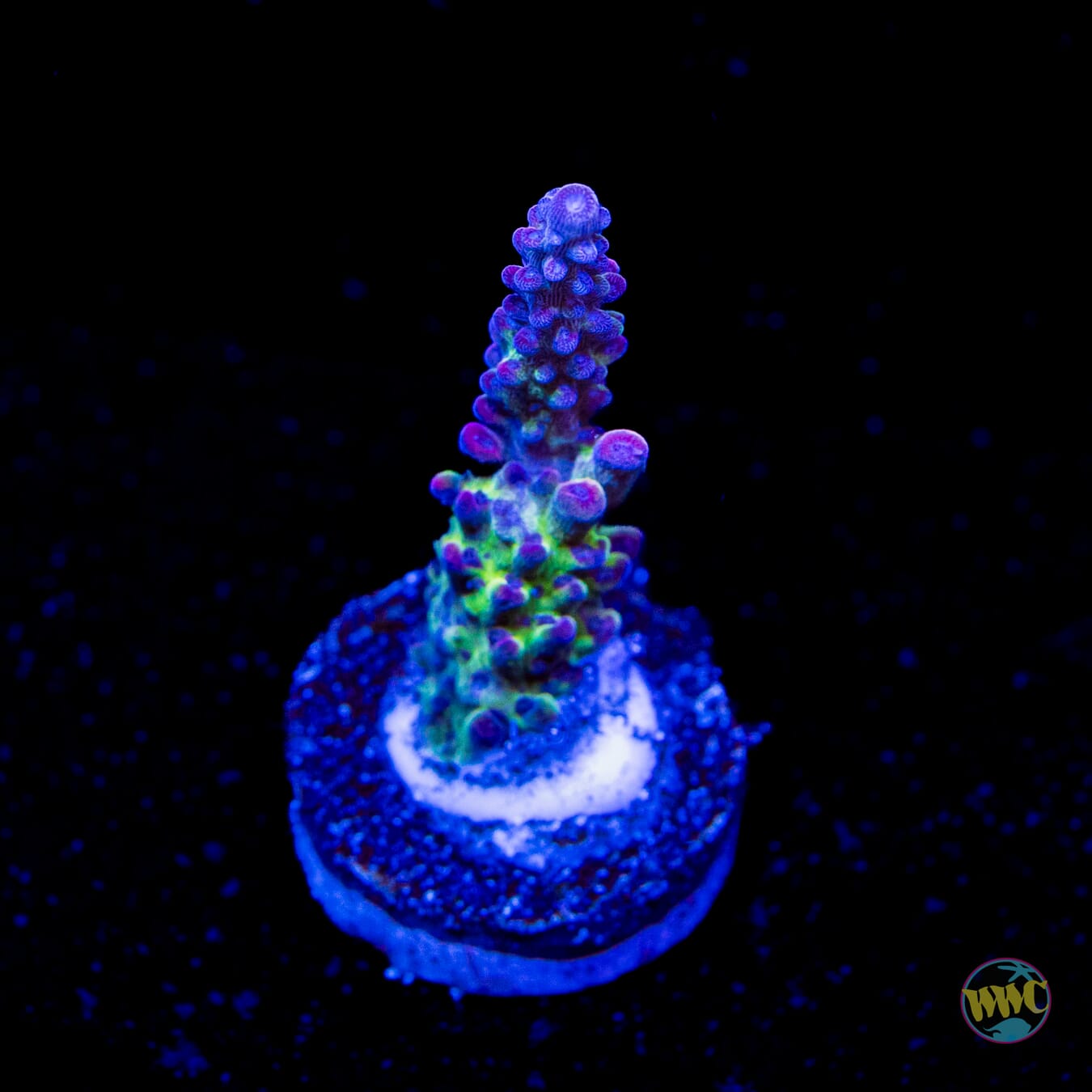 WWC Violet Vortex Acropora