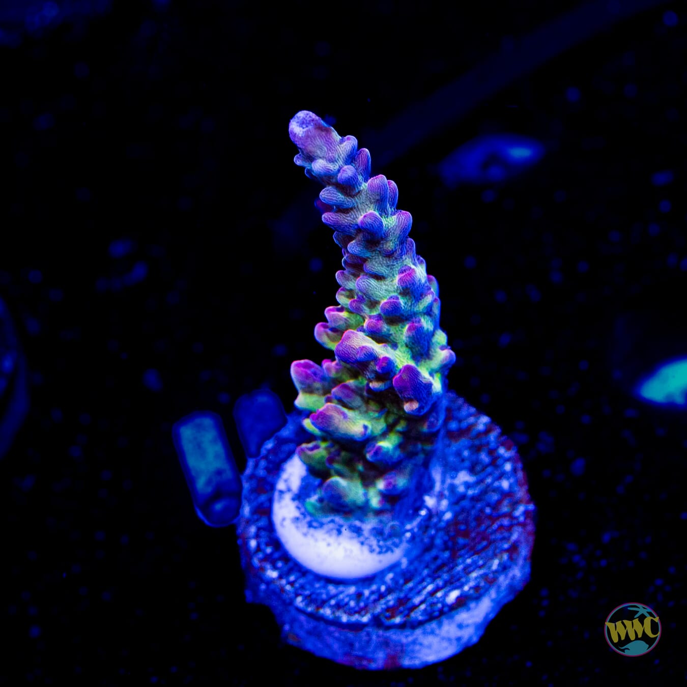 WWC Violet Vortex Acropora