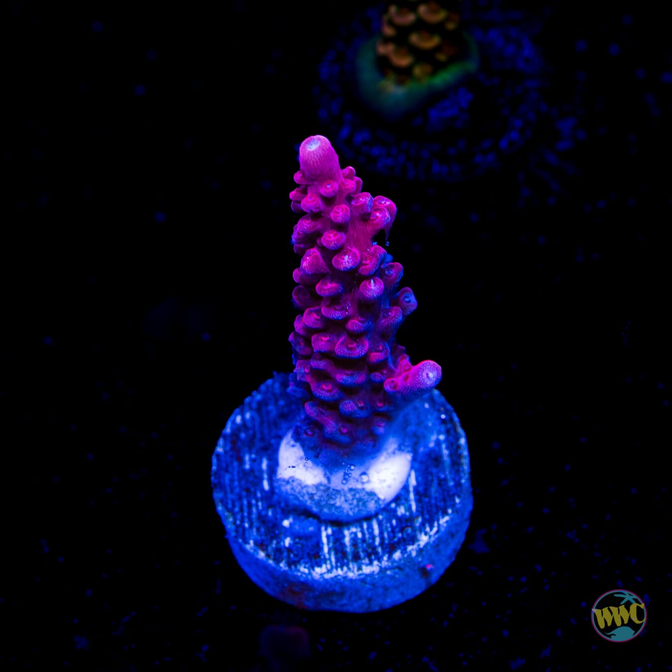 WWC Boomsauce Acropora