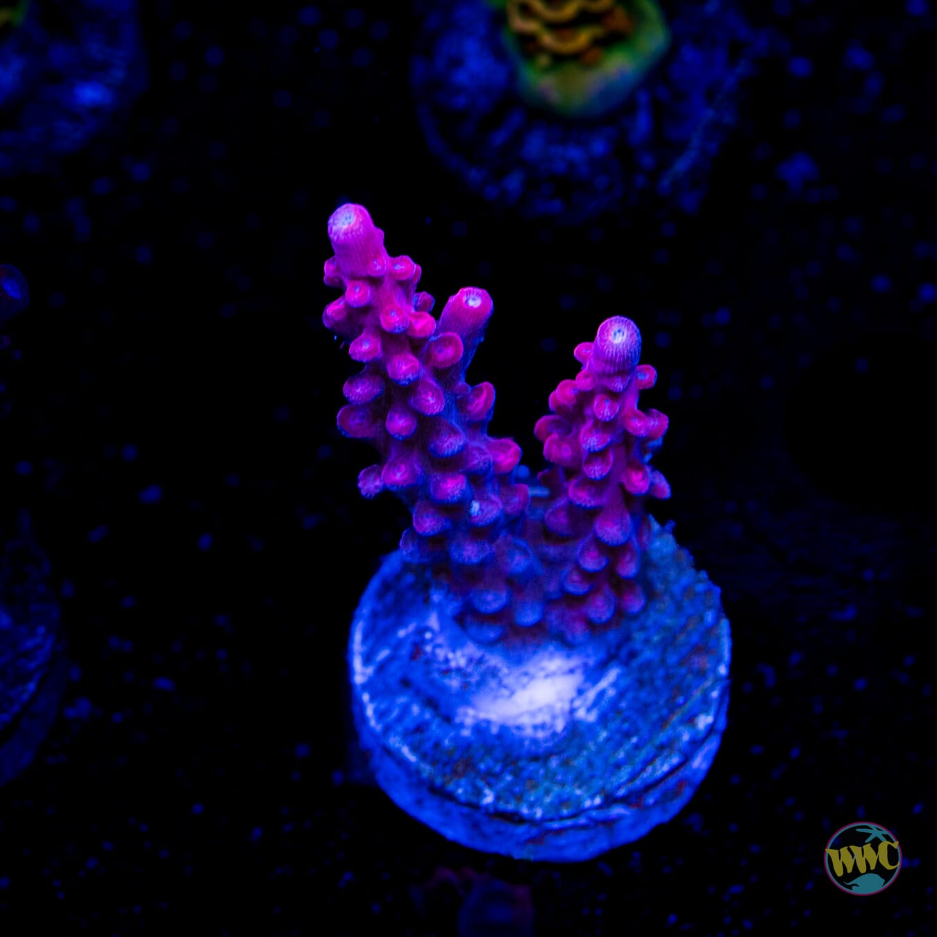 WWC Boomsauce Acropora