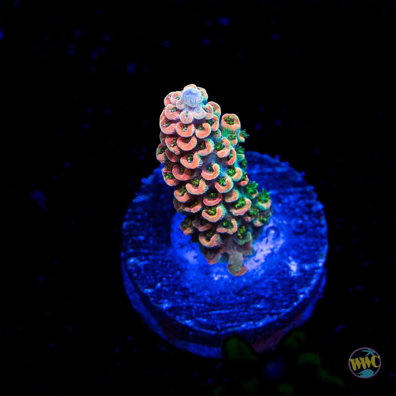 WWC Hollywood Dreams Acropora
