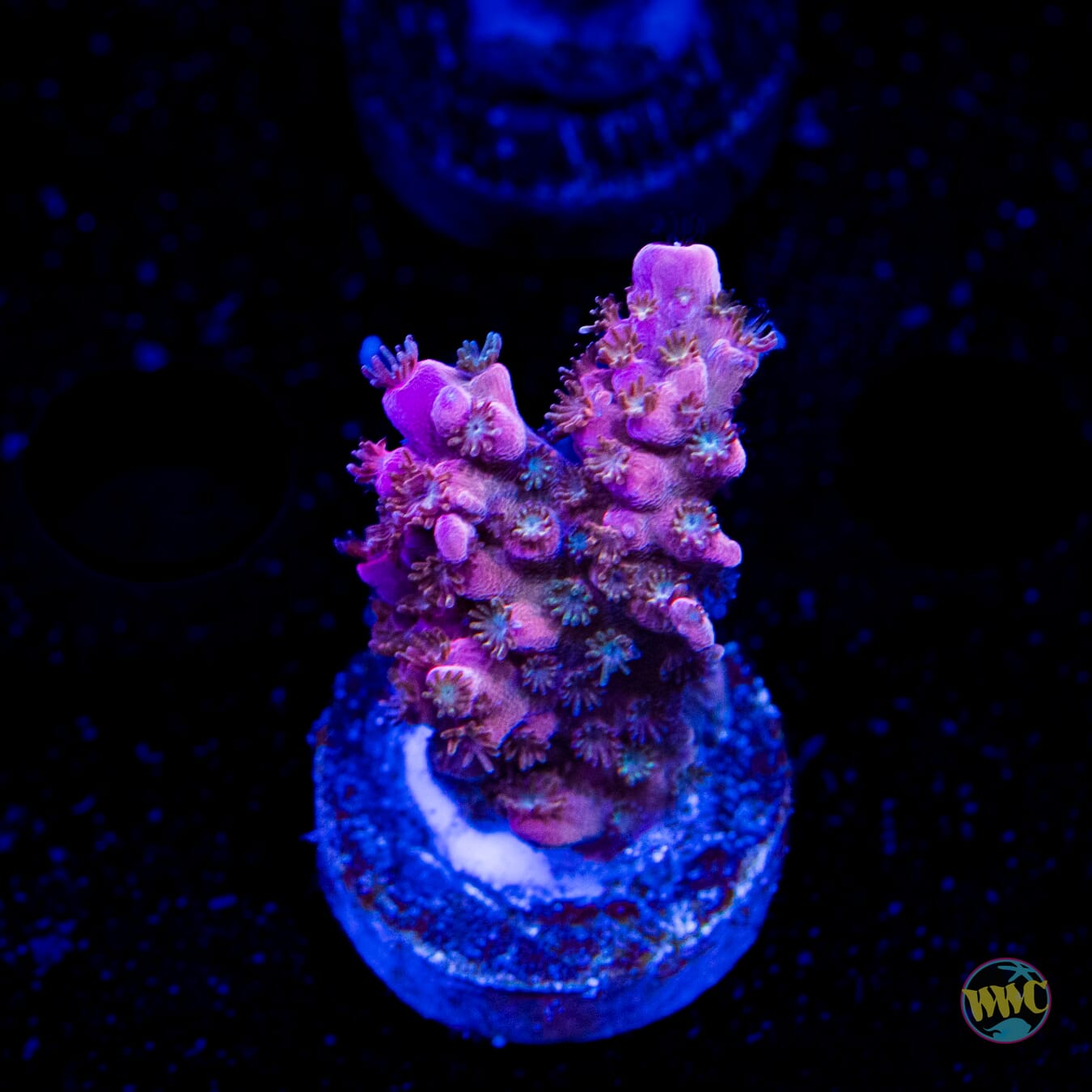 WWC Spyroz Acropora