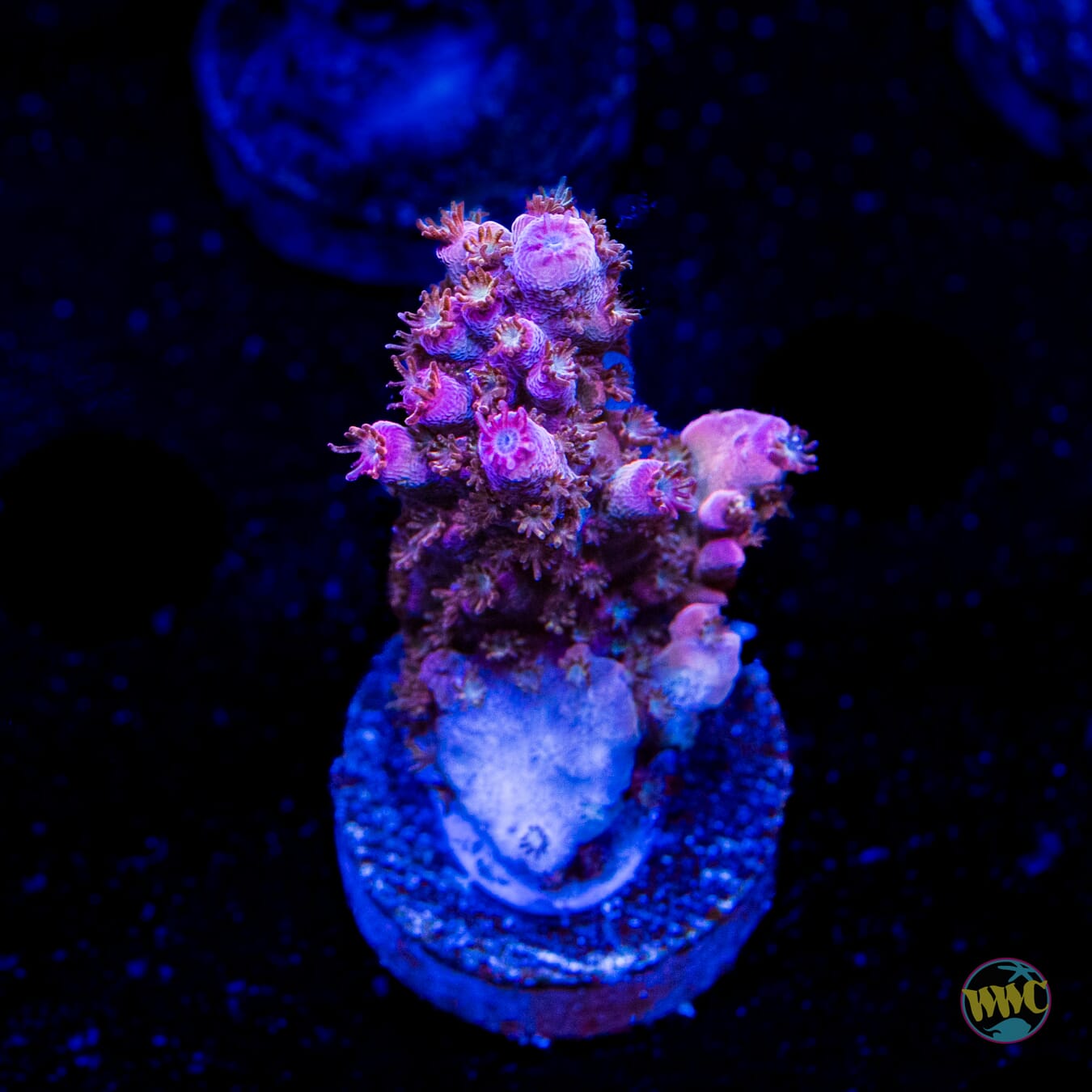 WWC Spyroz Acropora