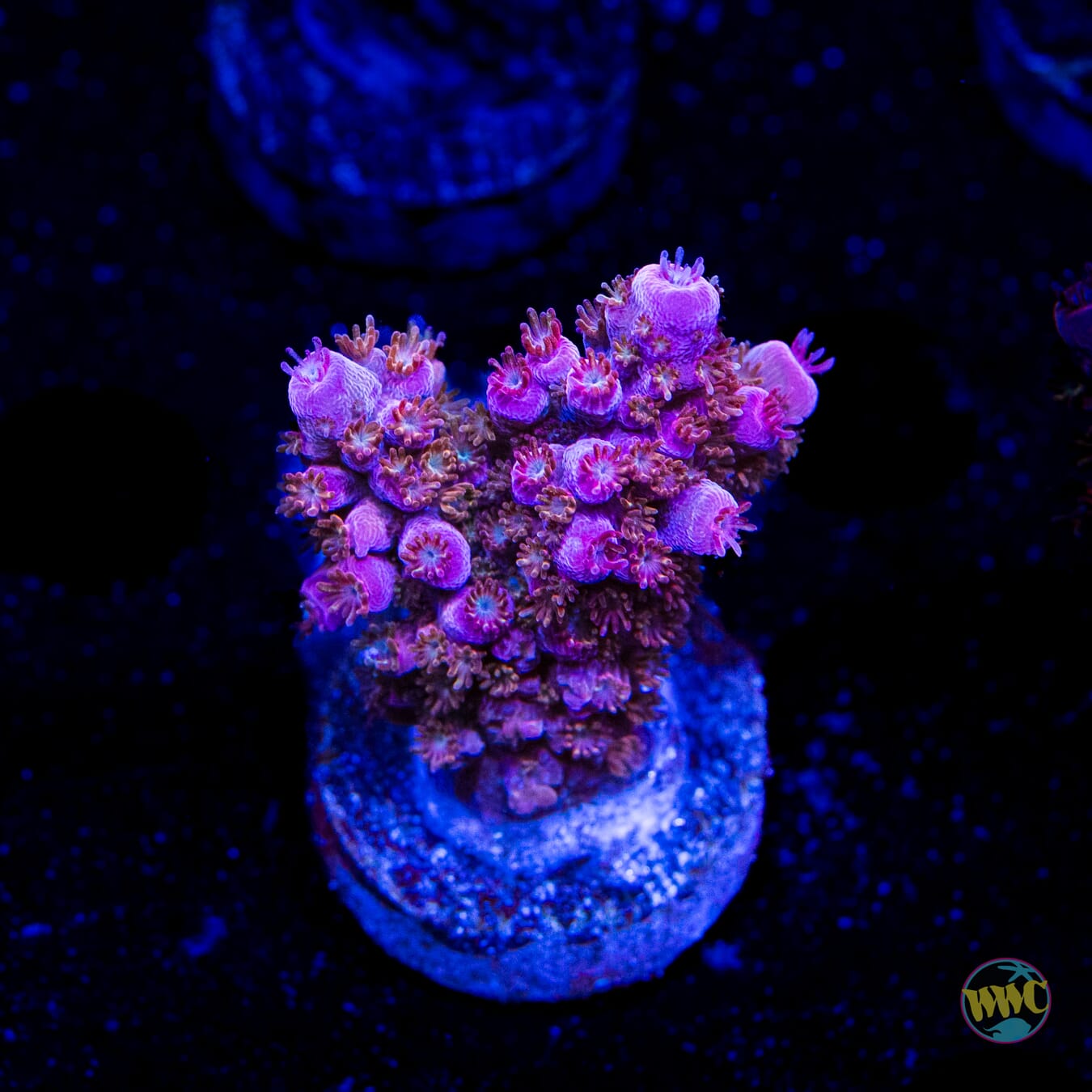 WWC Spyroz Acropora