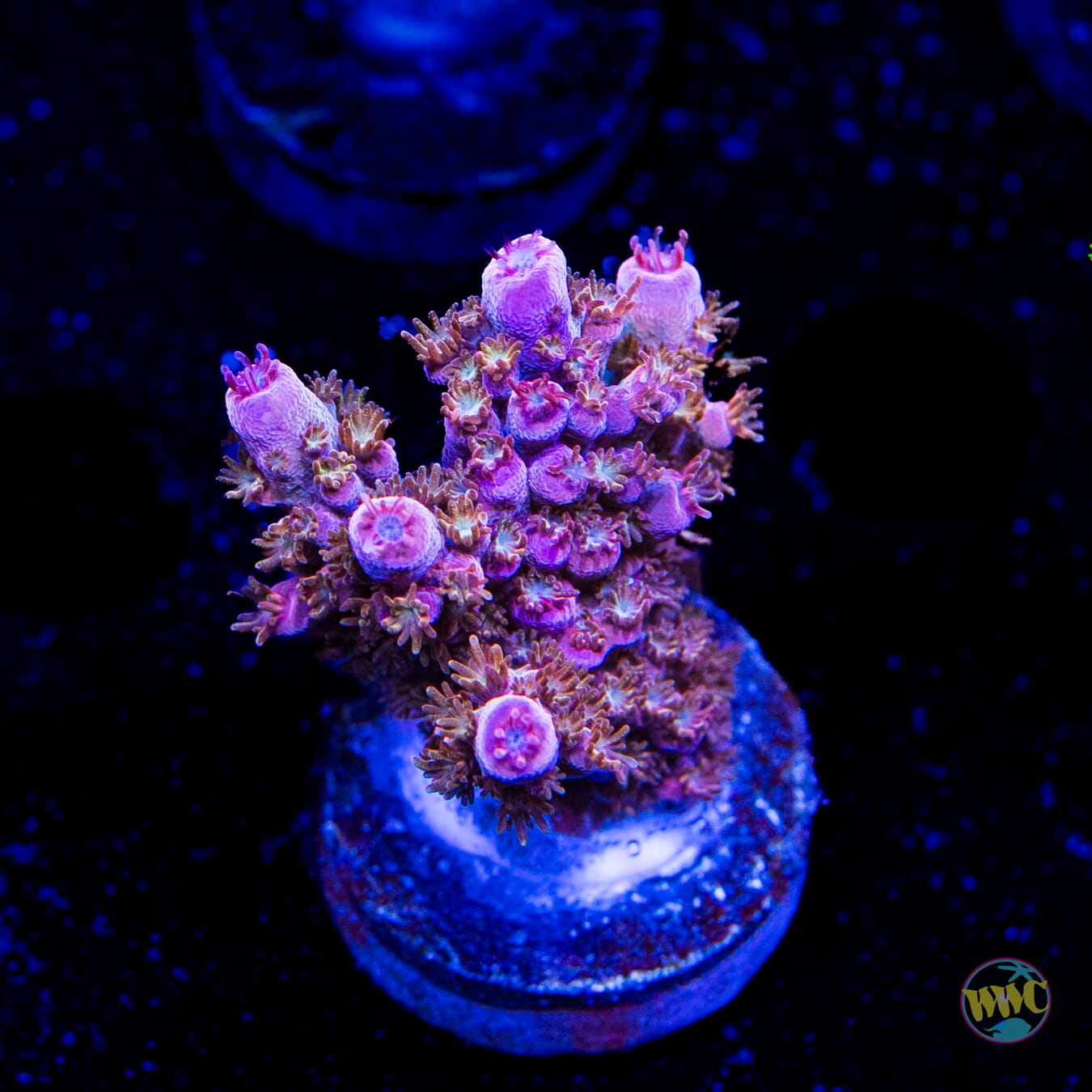 WWC Spyroz Acropora