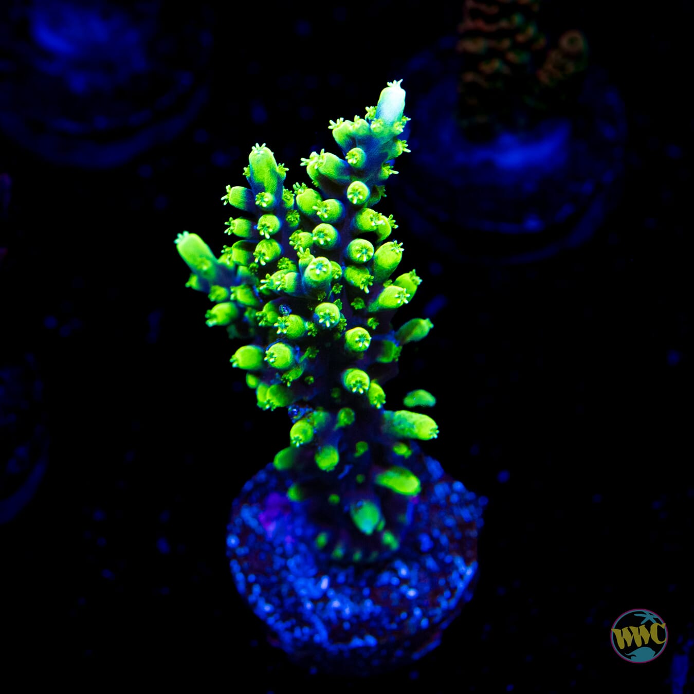 WWC Moonshine Acropora
