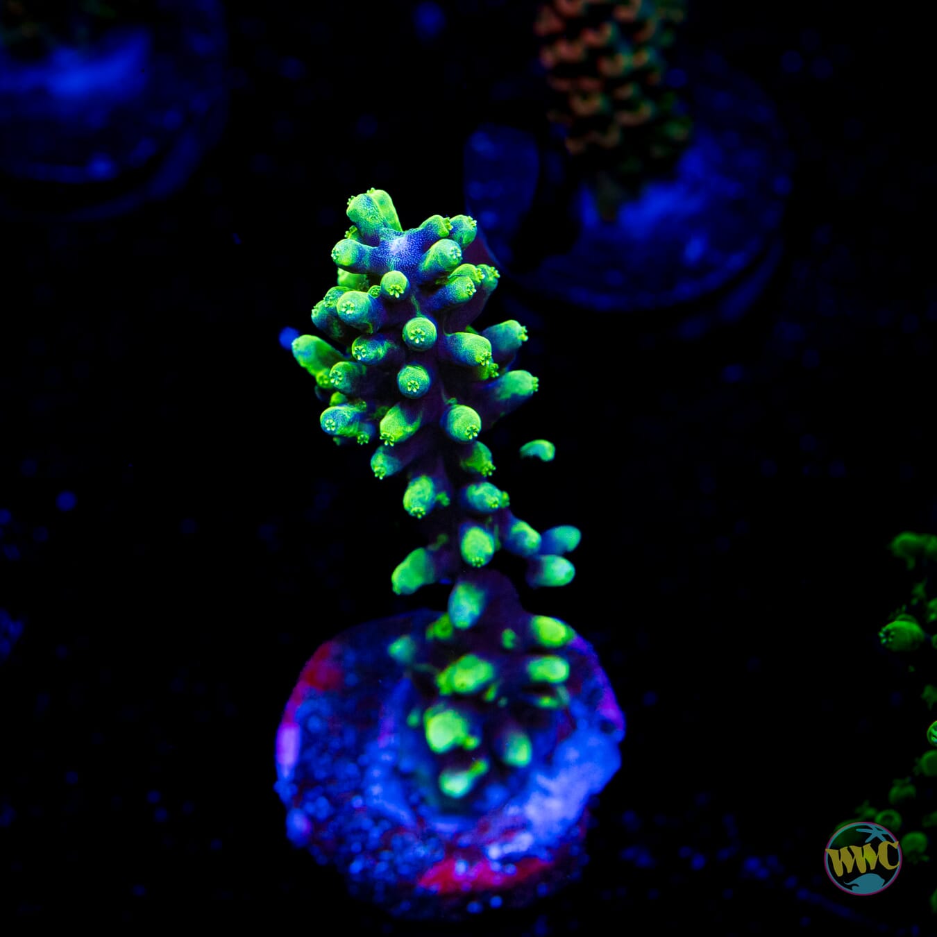 WWC Moonshine Acropora