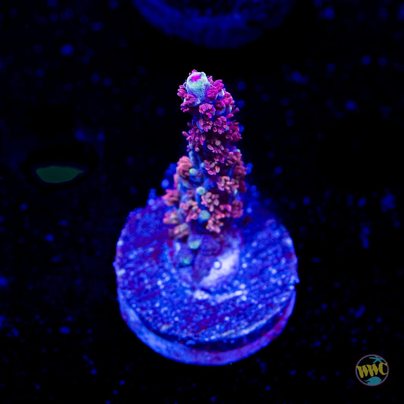 WWC Purple Dragona Acropora