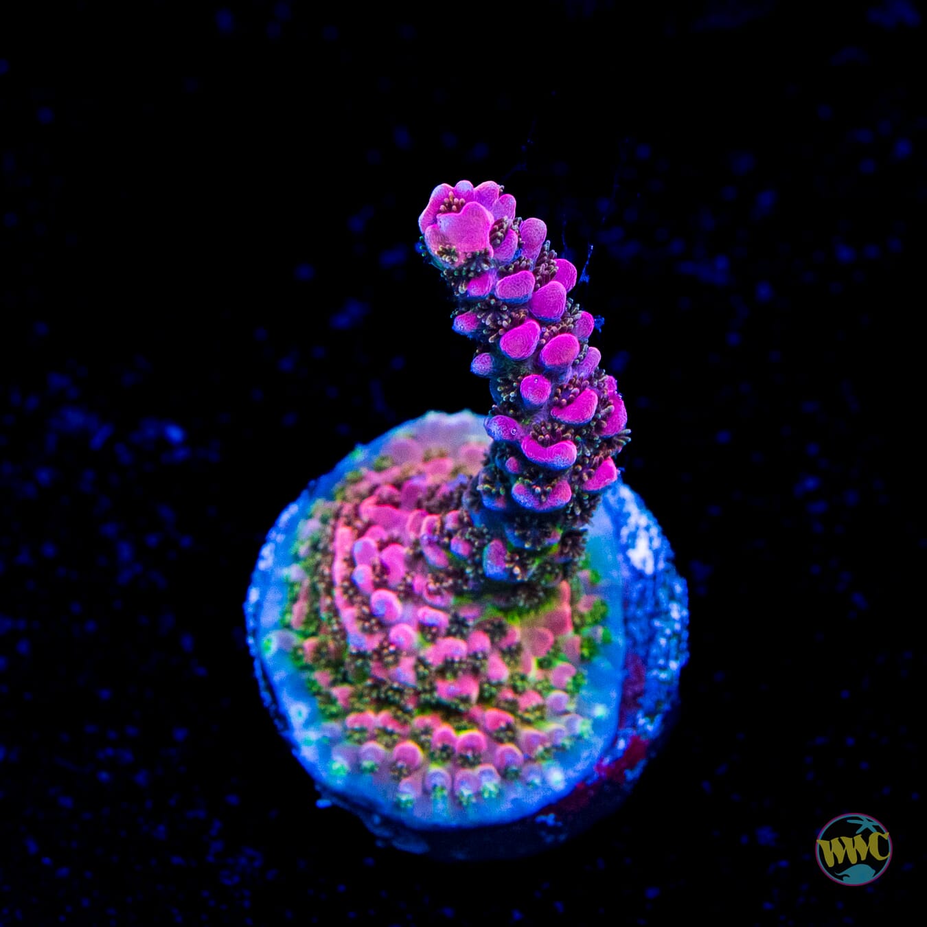 WWC Pink Passion Acropora