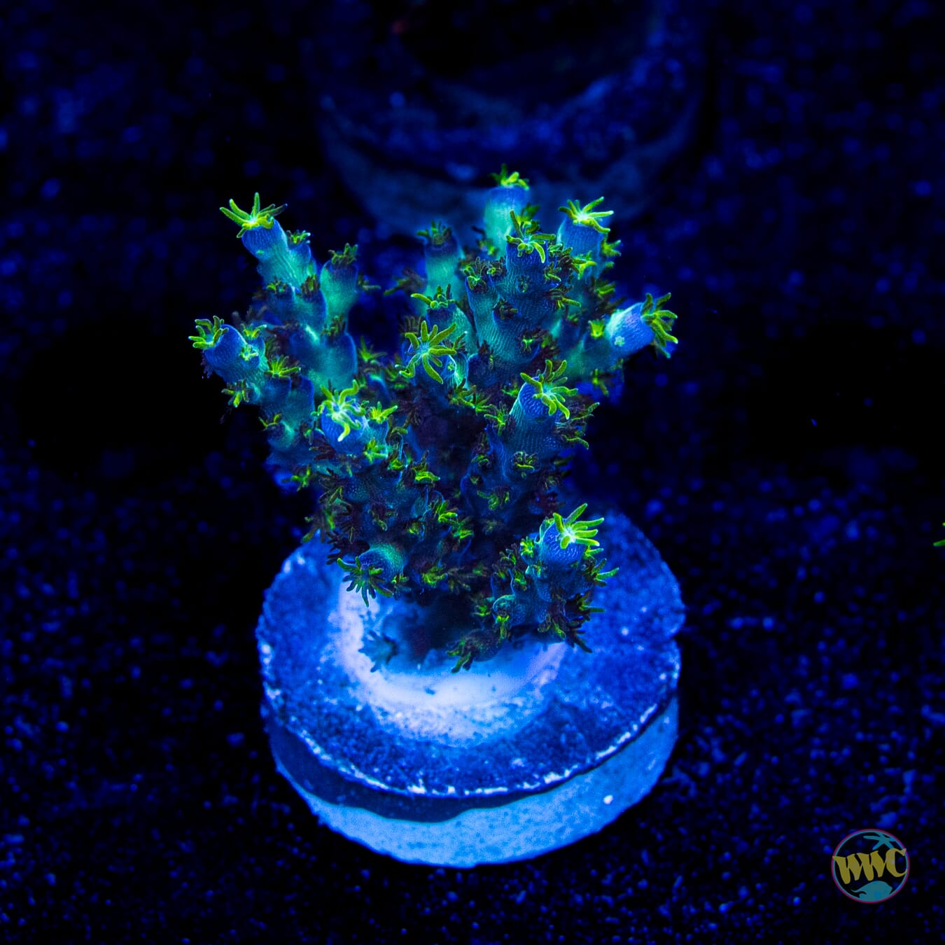 WWC Aussie Special Acropora