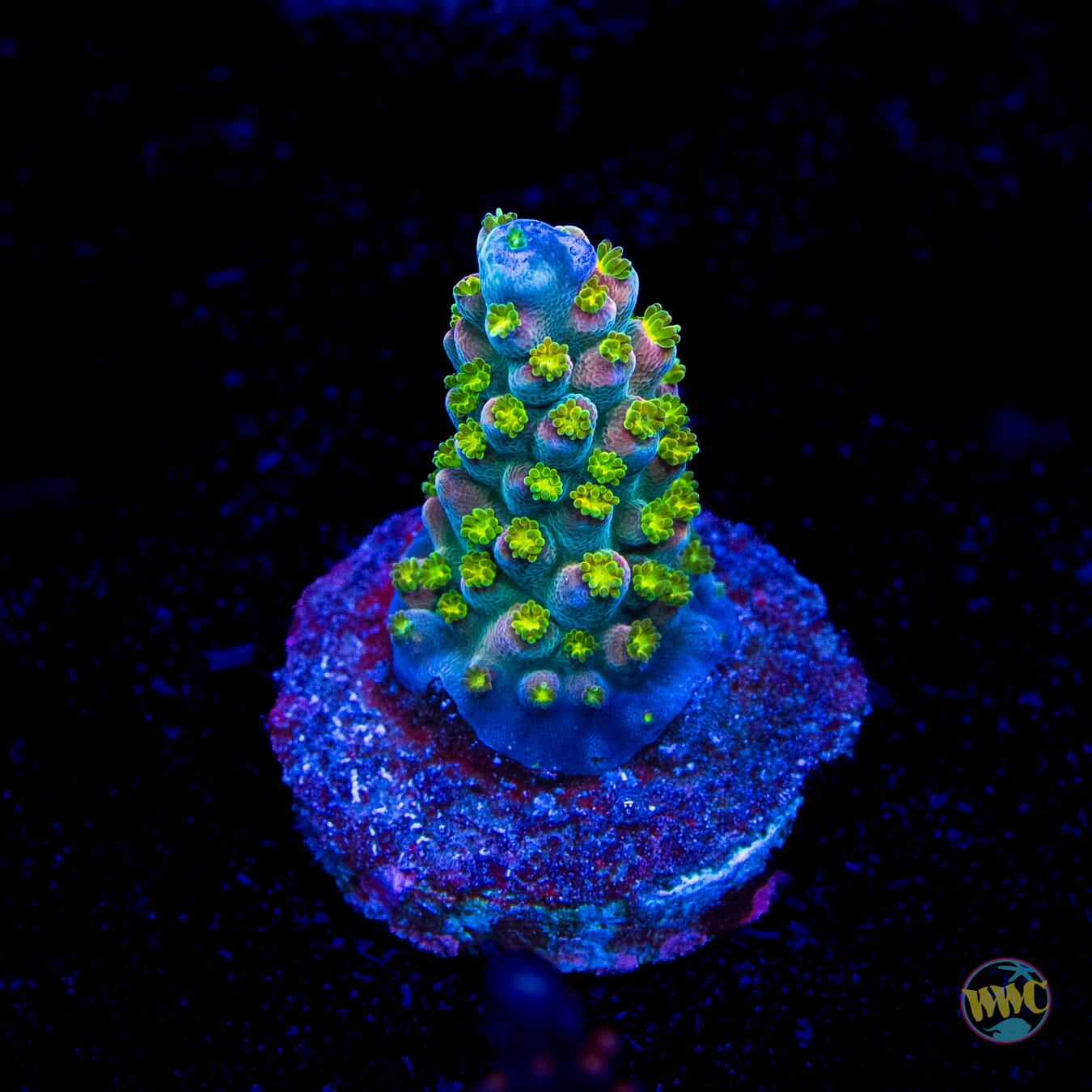 WWC Fruit Mix Acropora