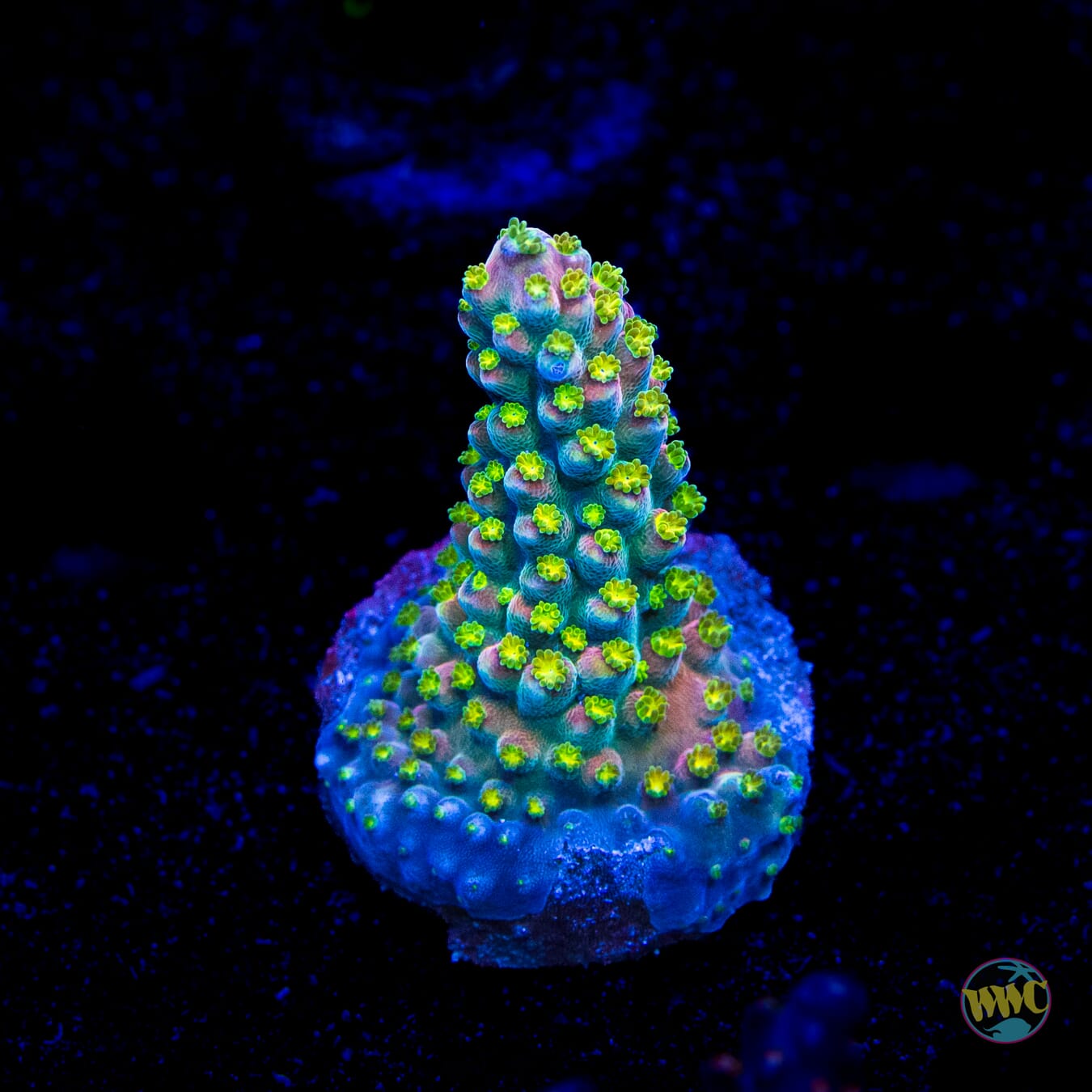 WWC Fruit Mix Acropora