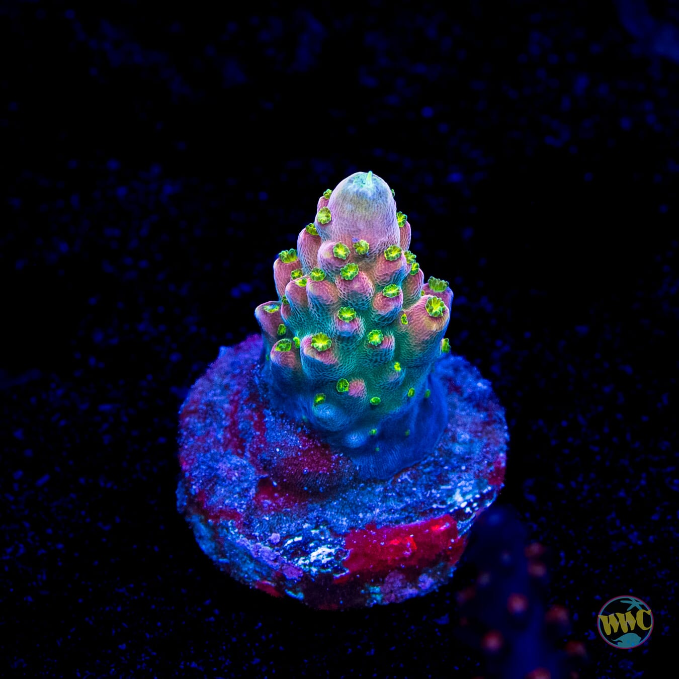 WWC Fruit Mix Acropora