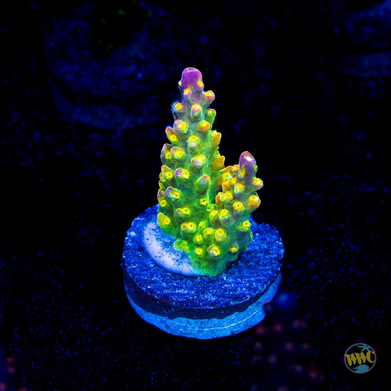 Paletta Pink Tip Acropora