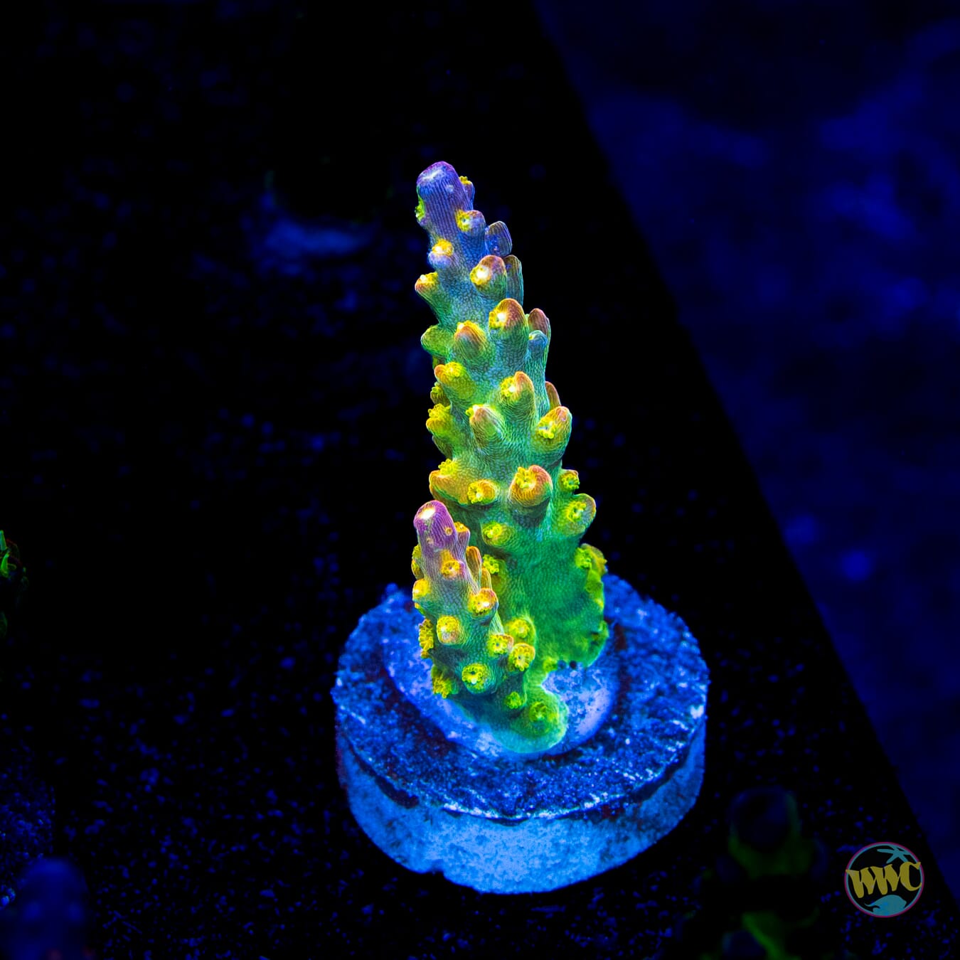 Paletta Pink Tip Acropora