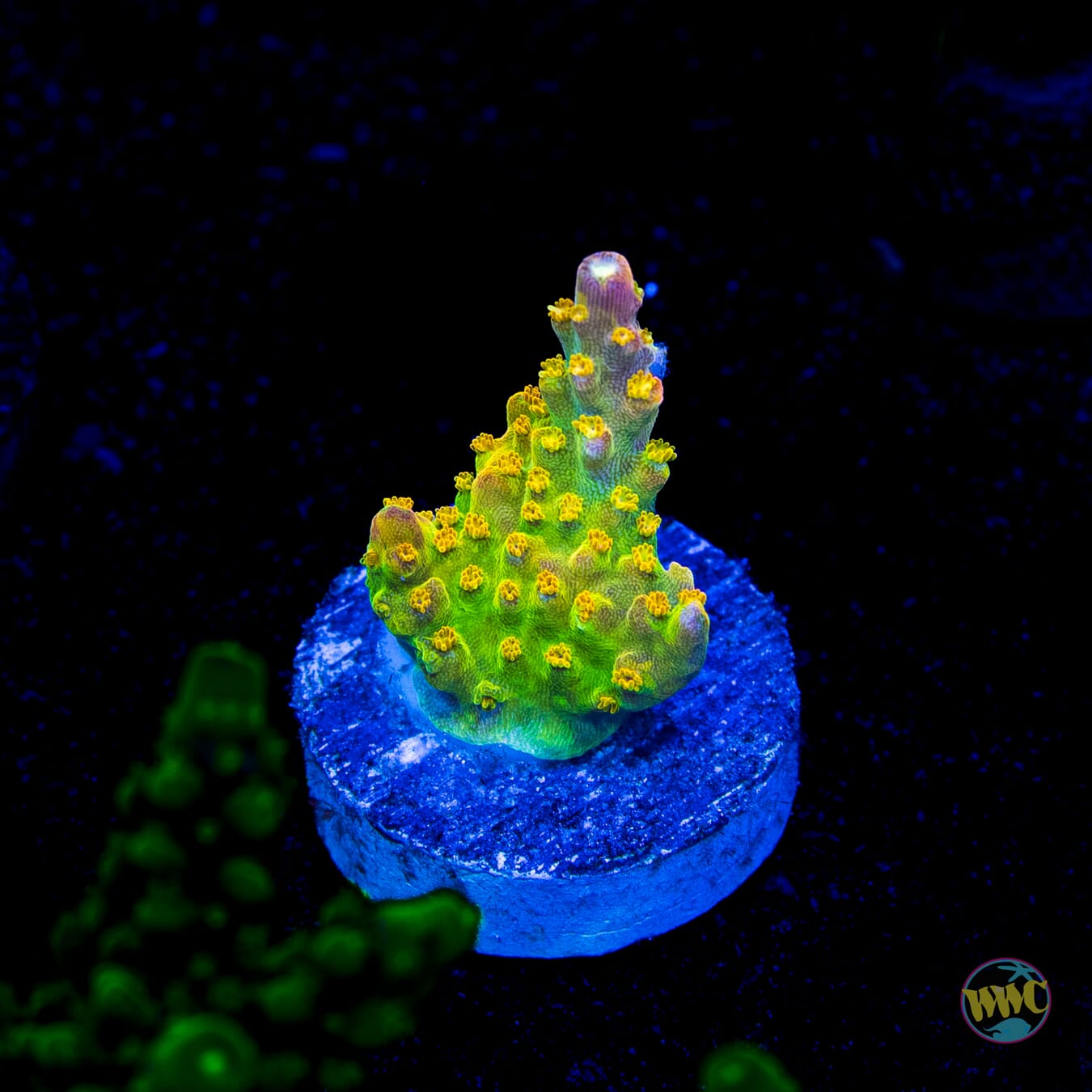 Paletta Pink Tip Acropora