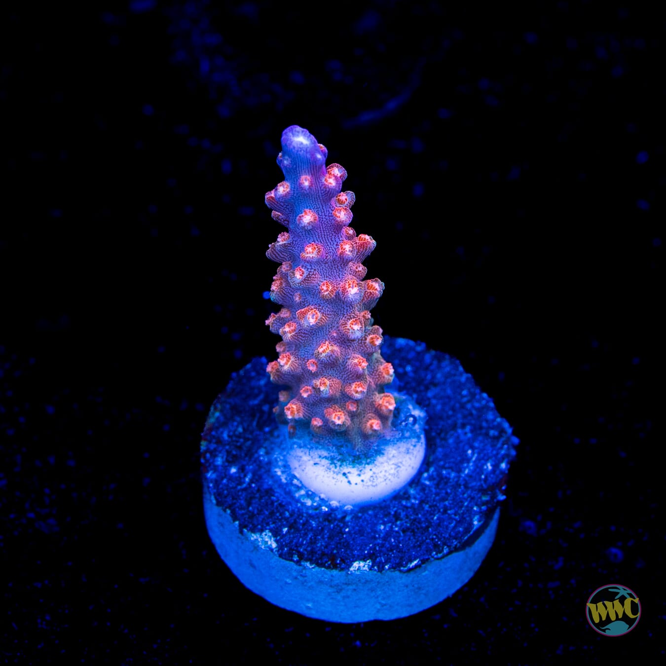 BC Bubble Bath Unicorn Acropora