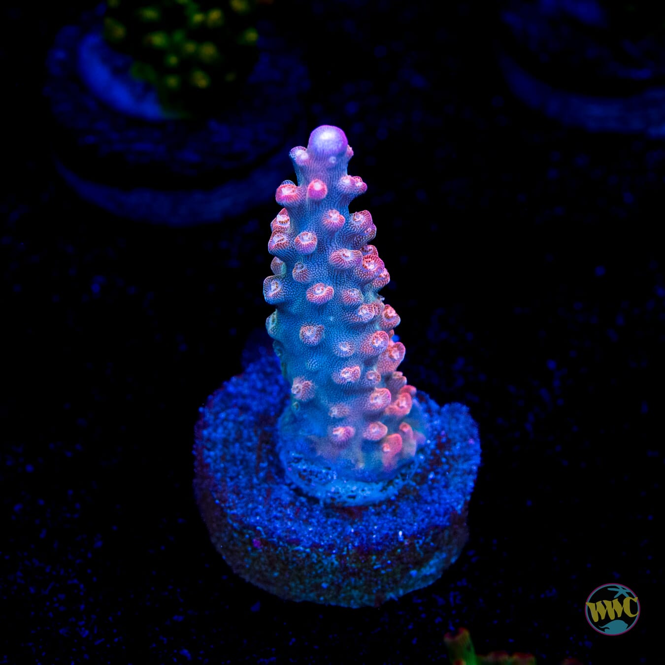 BC Bubble Bath Unicorn Acropora