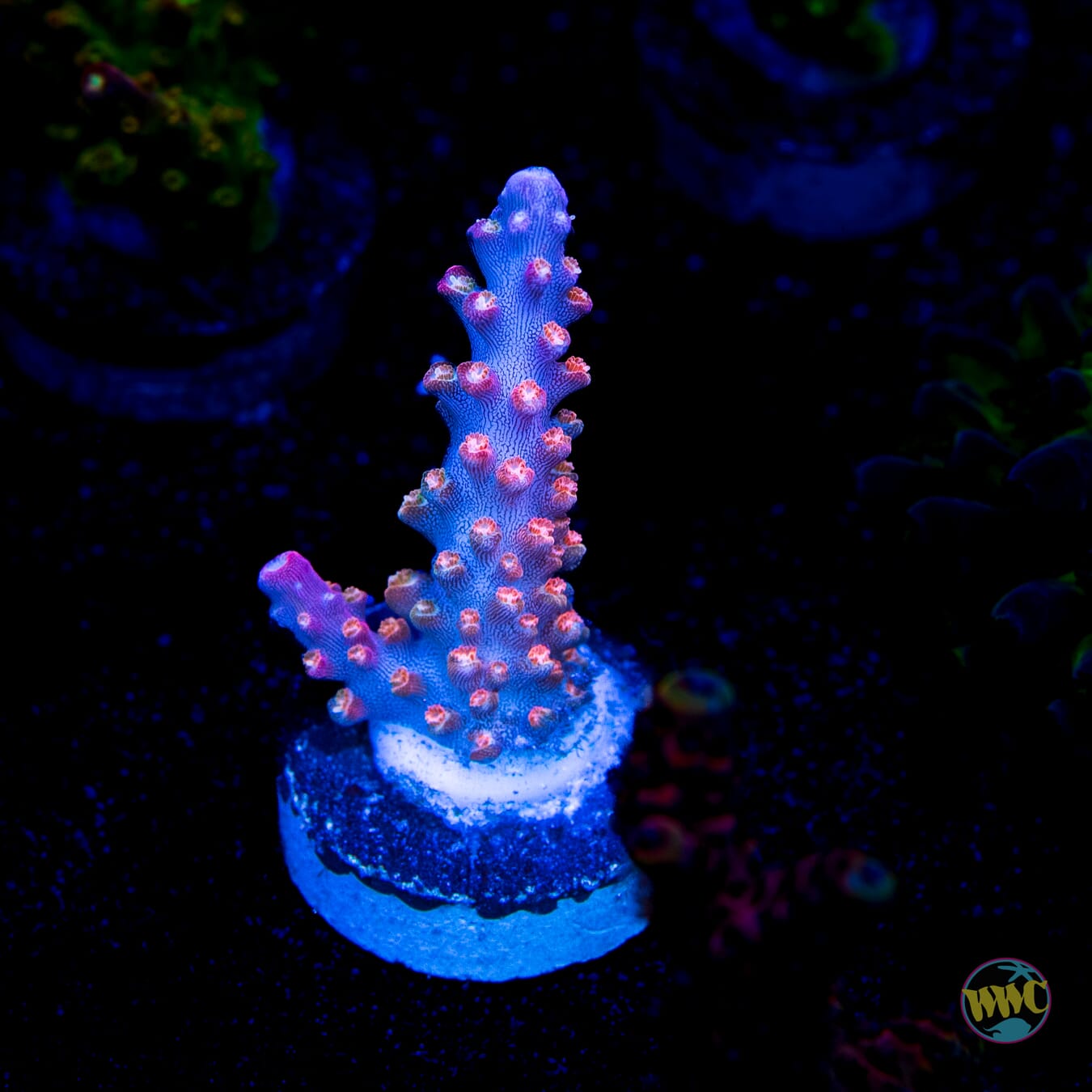 BC Bubble Bath Unicorn Acropora