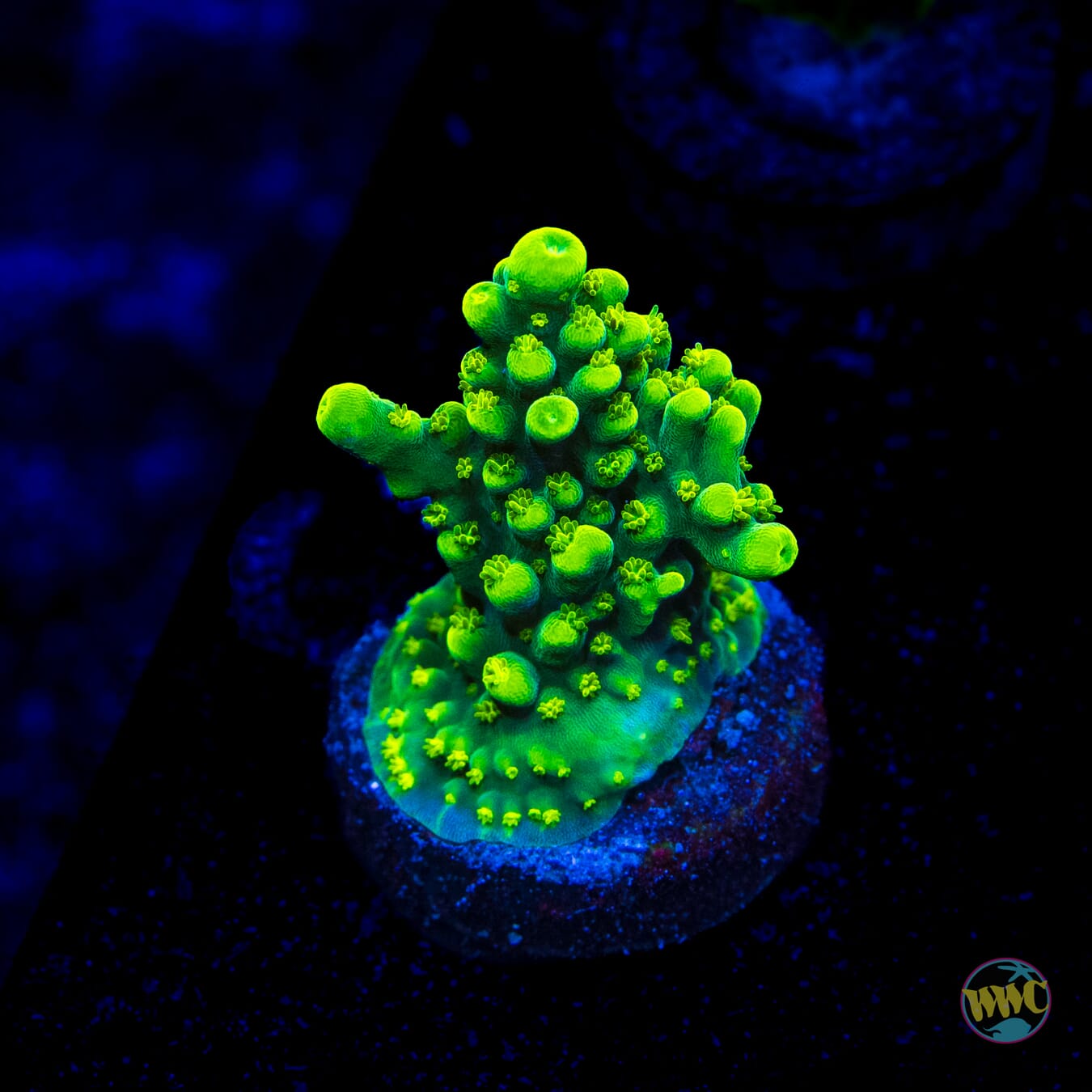 WWC Solomon Split Acropora