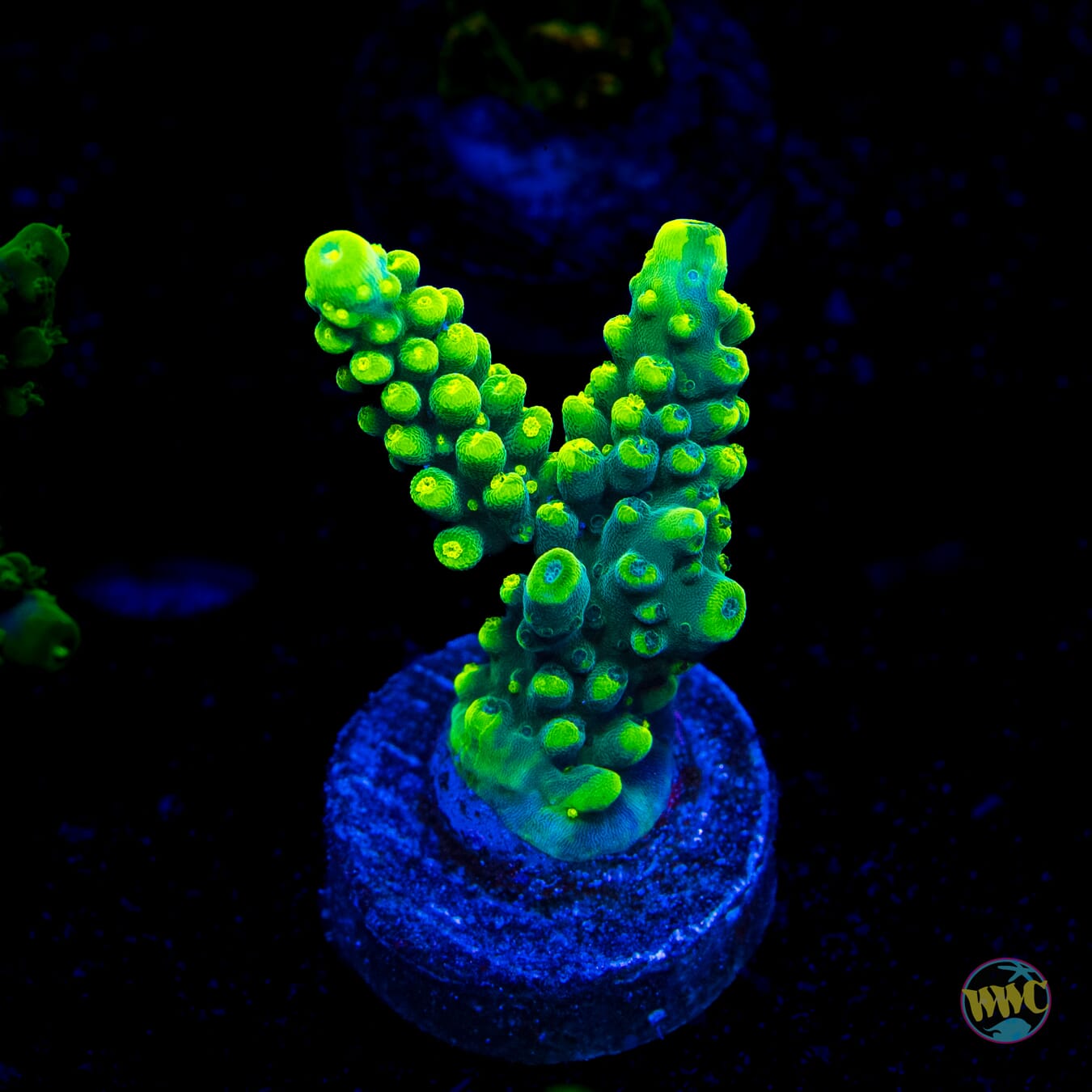 WWC Solomon Split Acropora