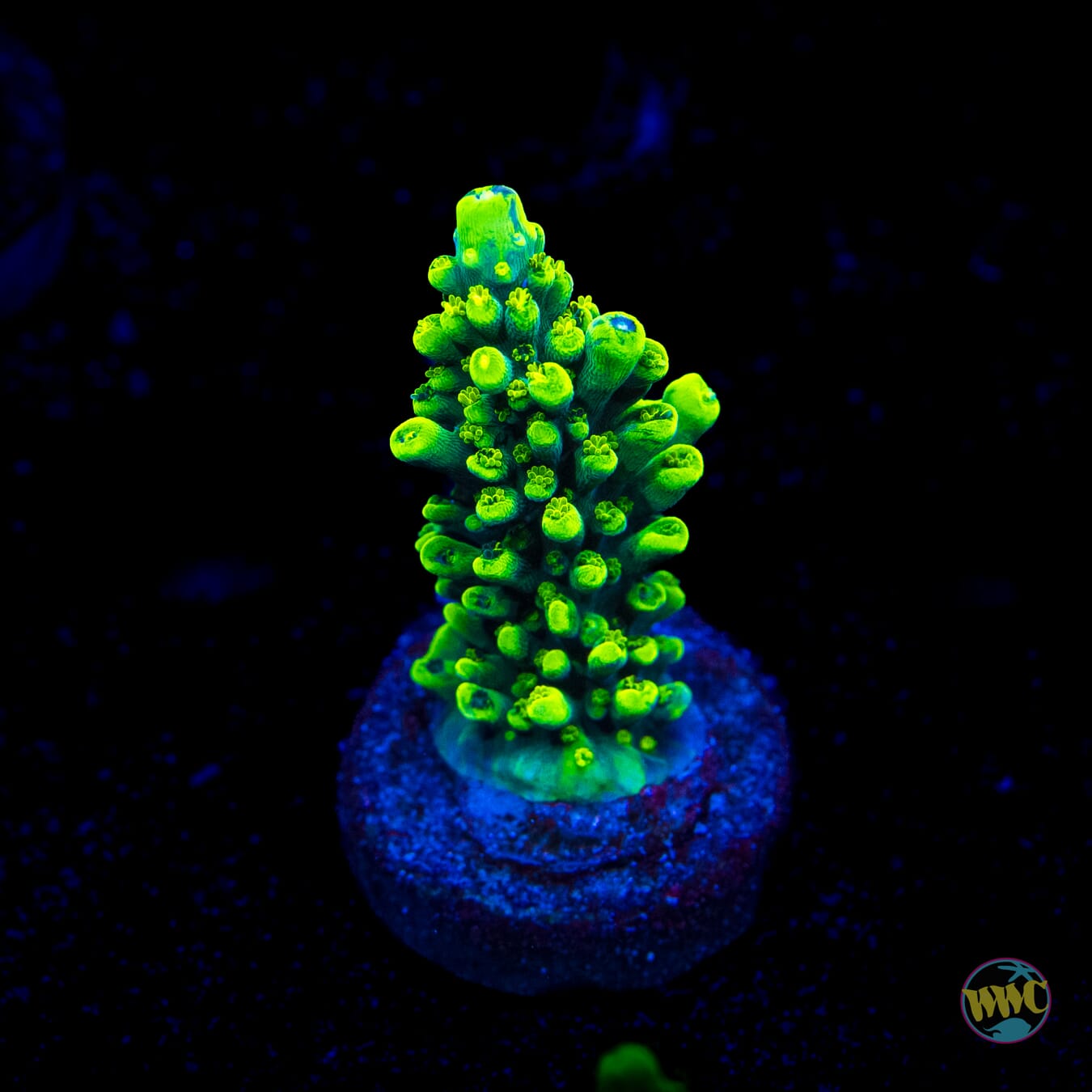 WWC Solomon Split Acropora