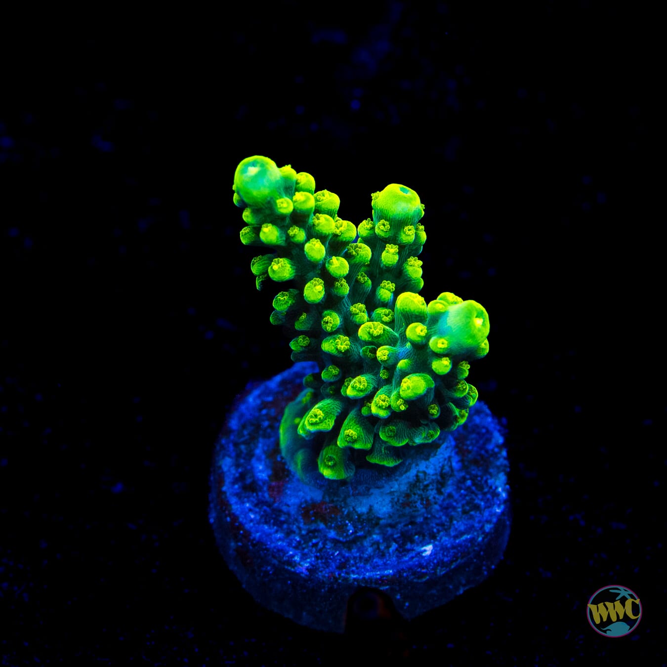 WWC Solomon Split Acropora