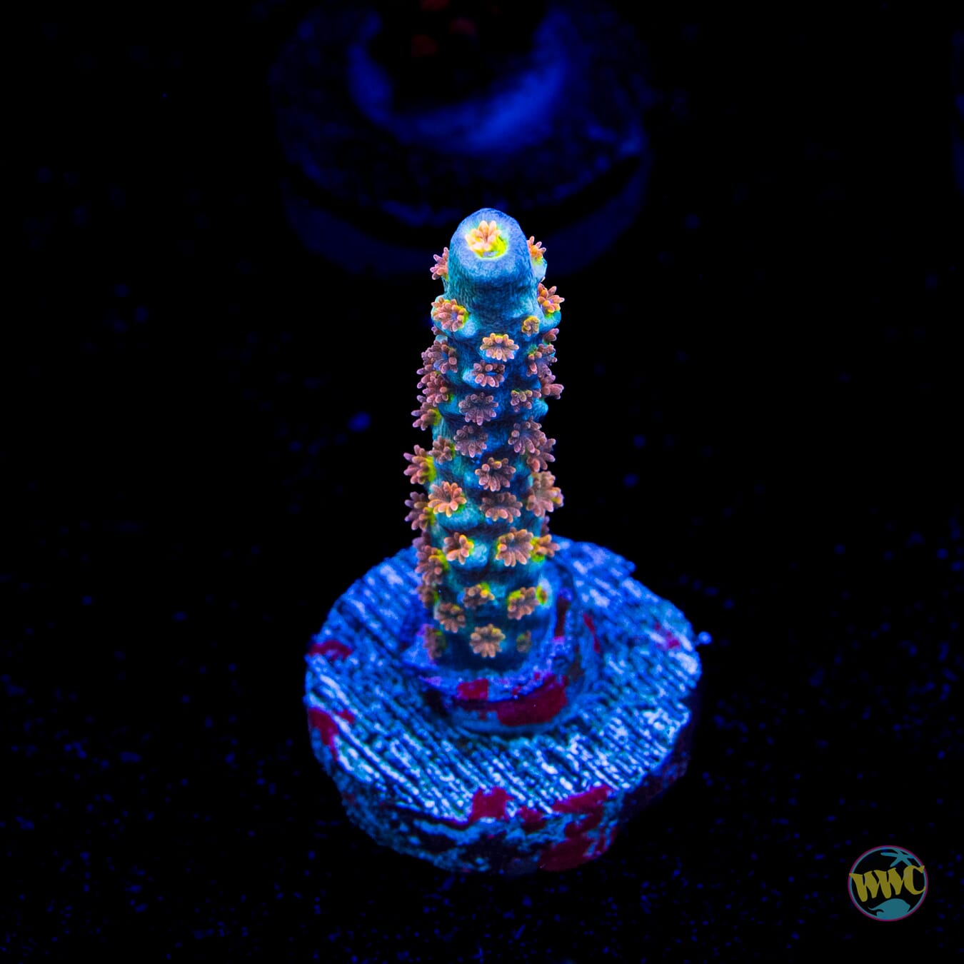 WWC Pain Killer Tenuis Acropora