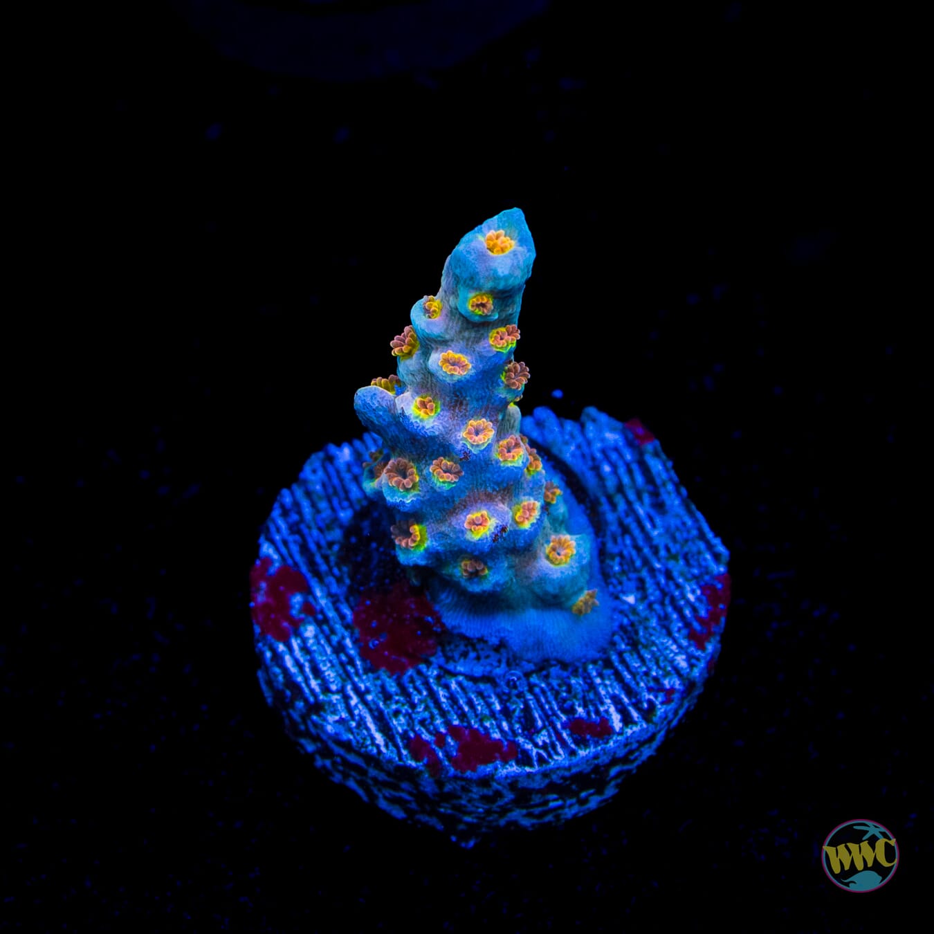 WWC Pain Killer Tenuis Acropora