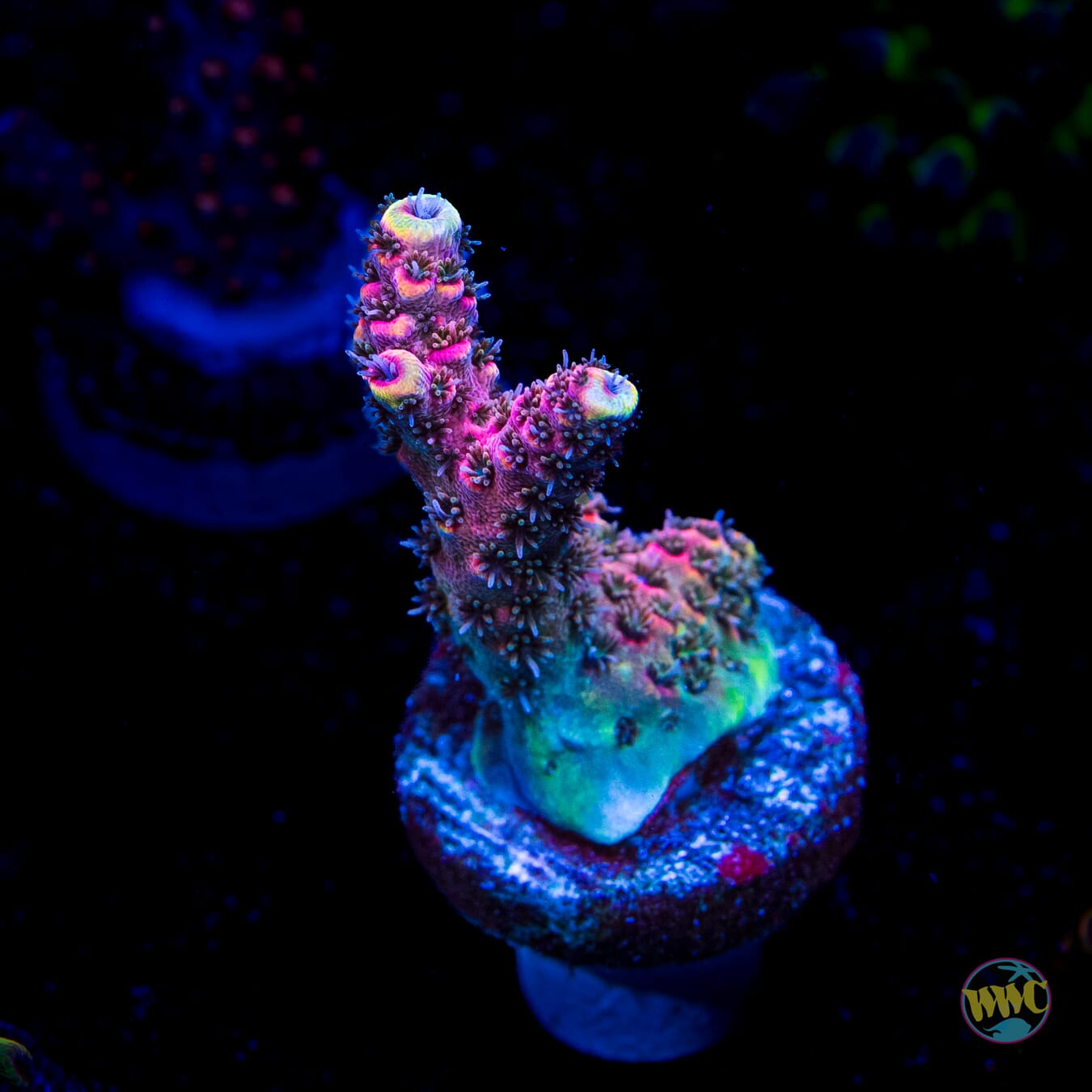 WWC Suicide Squad Acropora