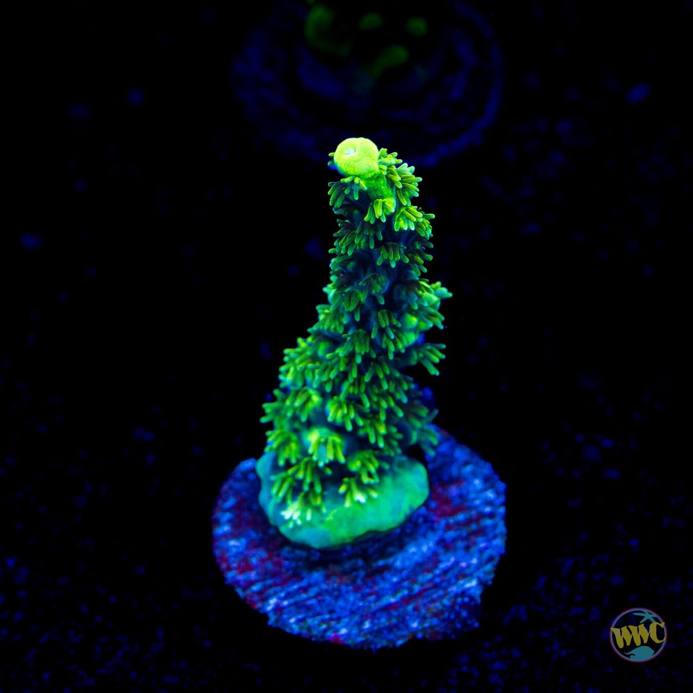 ORA Purple Plasma Acropora