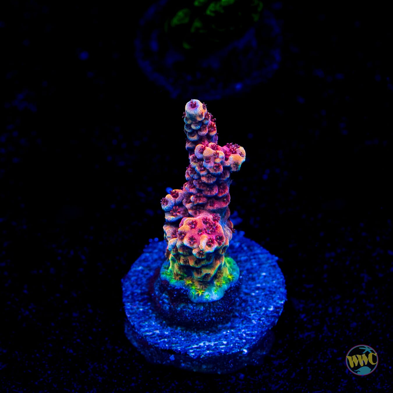 WWC Marmalade Melody Acropora