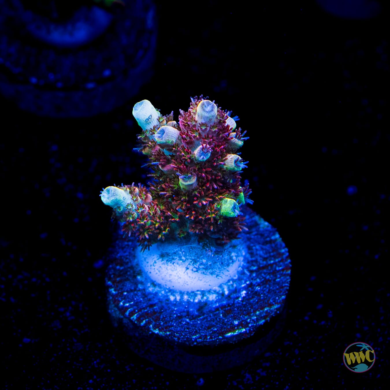 WWC Dirty Love Dreams Acropora