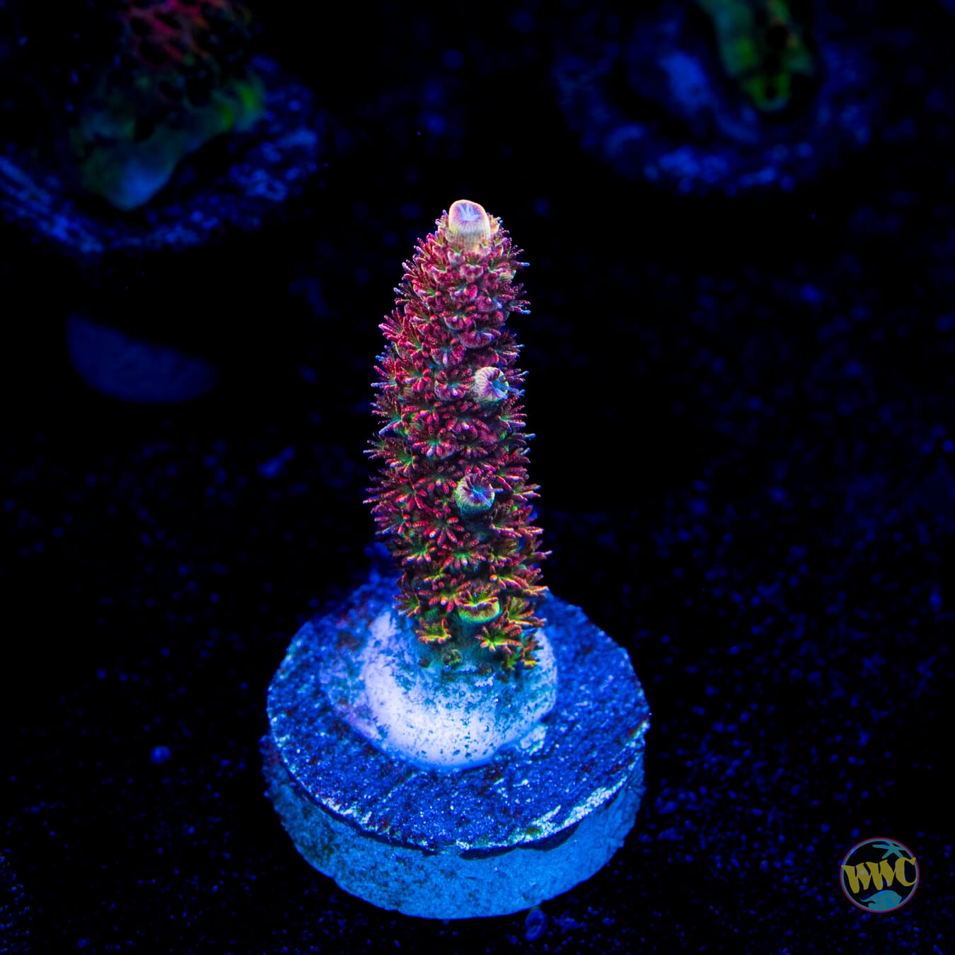 WWC Dirty Love Dreams Acropora
