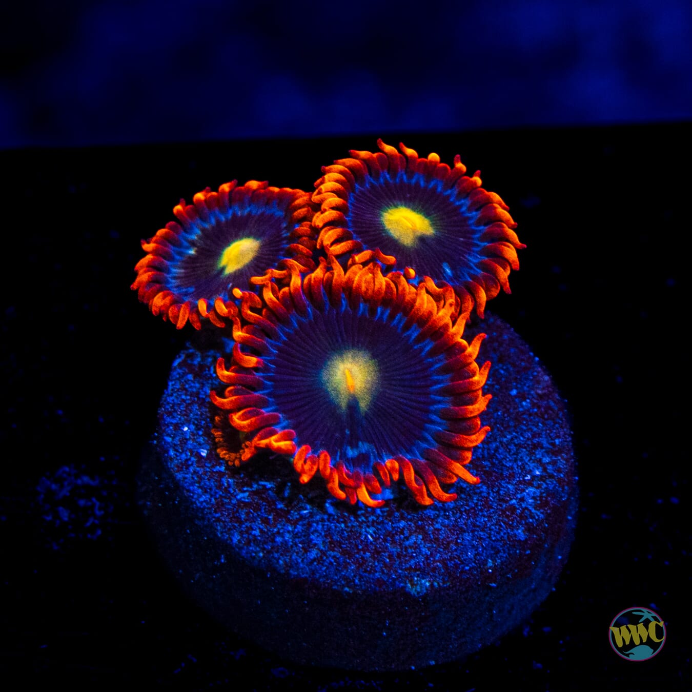 WWC Mandarin Monster Zoanthids