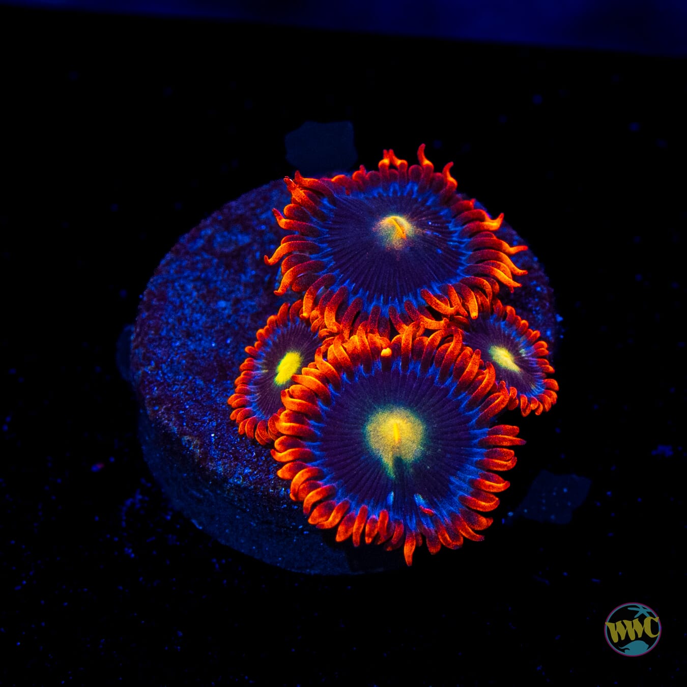 WWC Mandarin Monster Zoanthids