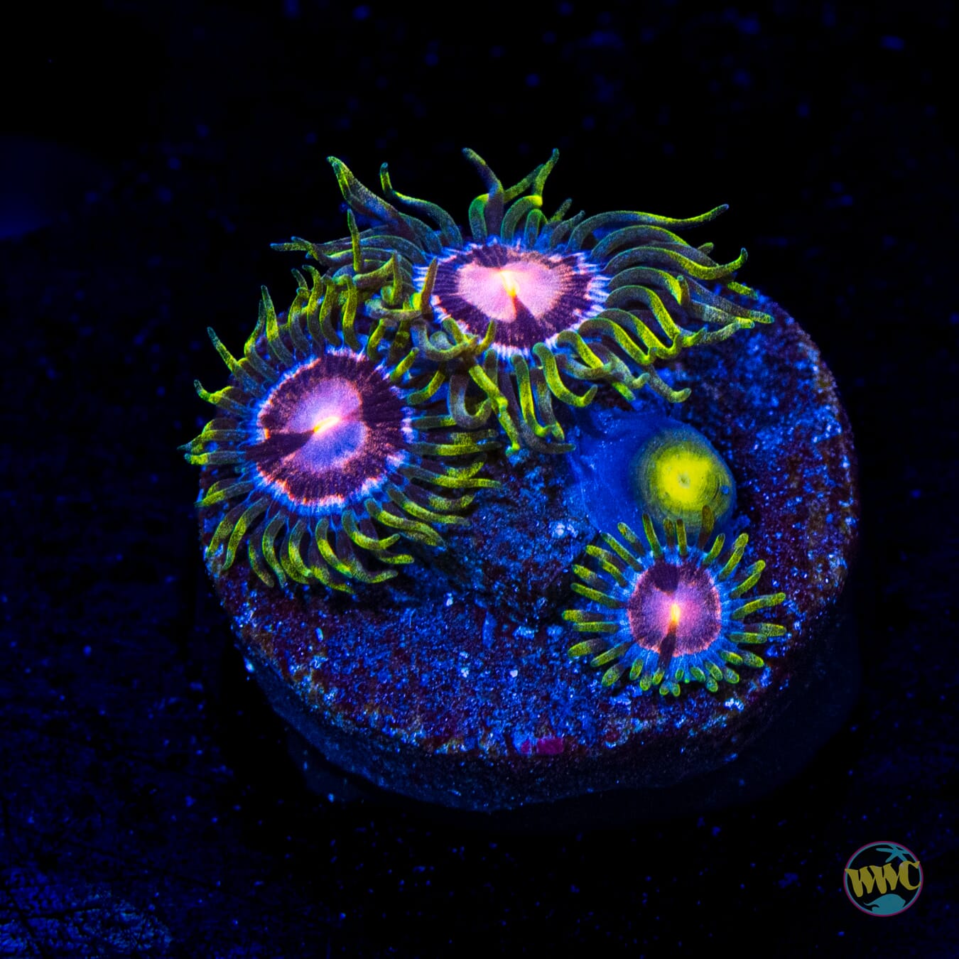 WWC Sweet Tooth Zoanthids