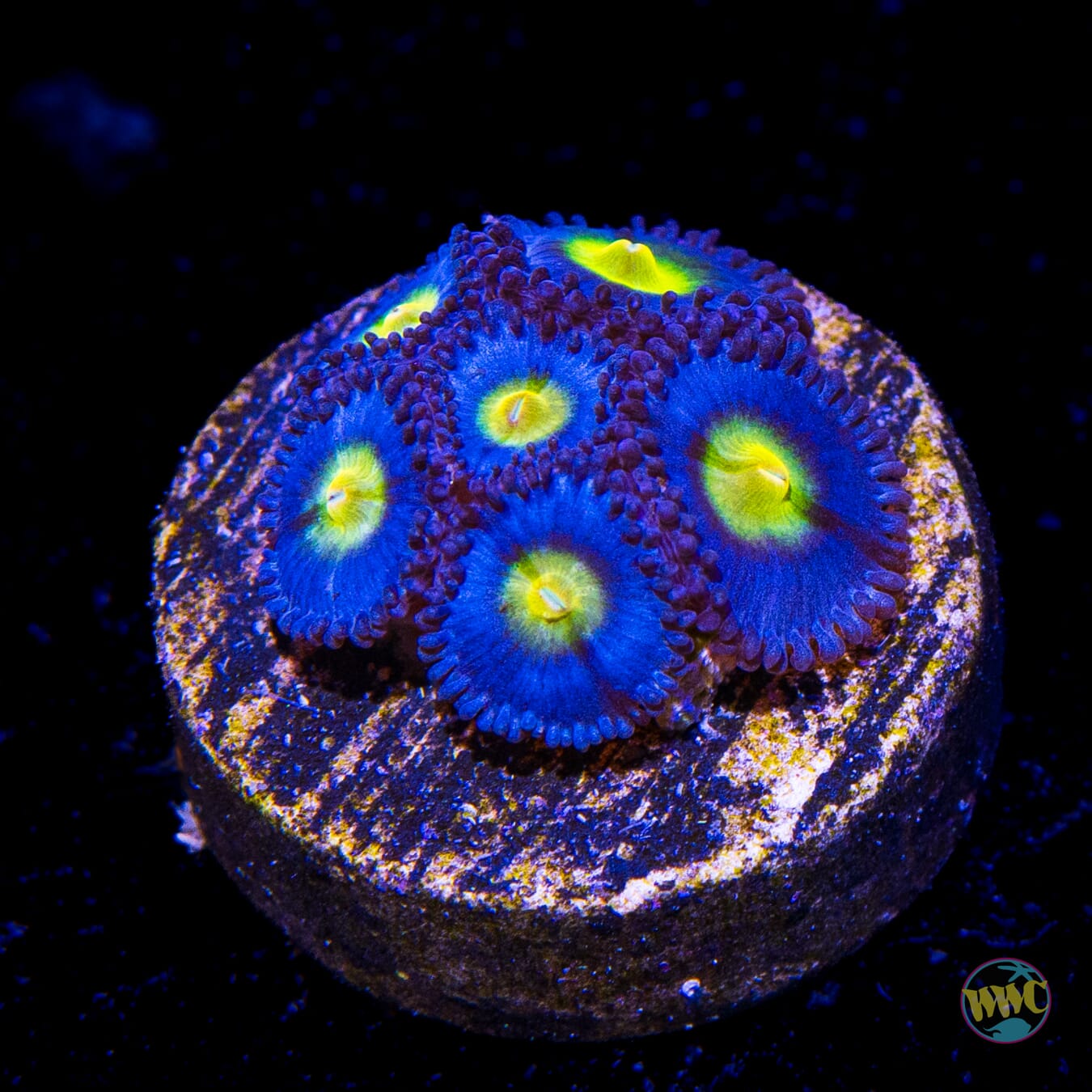 WWC AOI Zoanthids