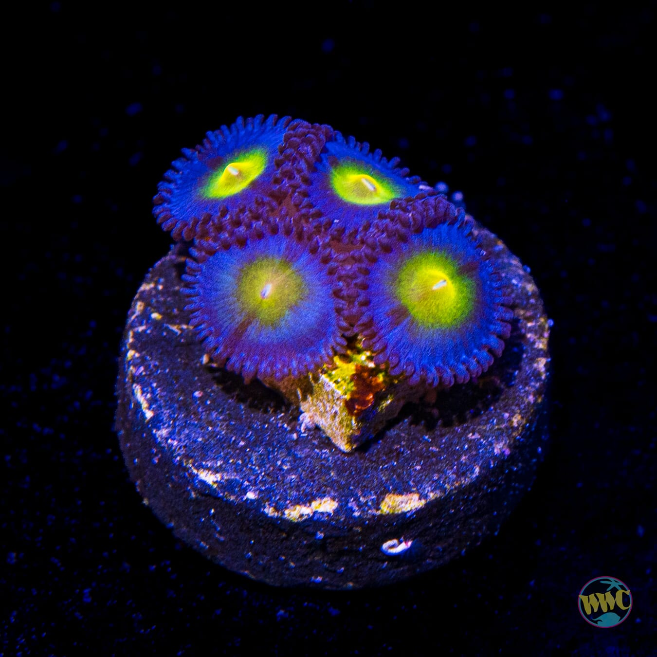 WWC AOI Zoanthids