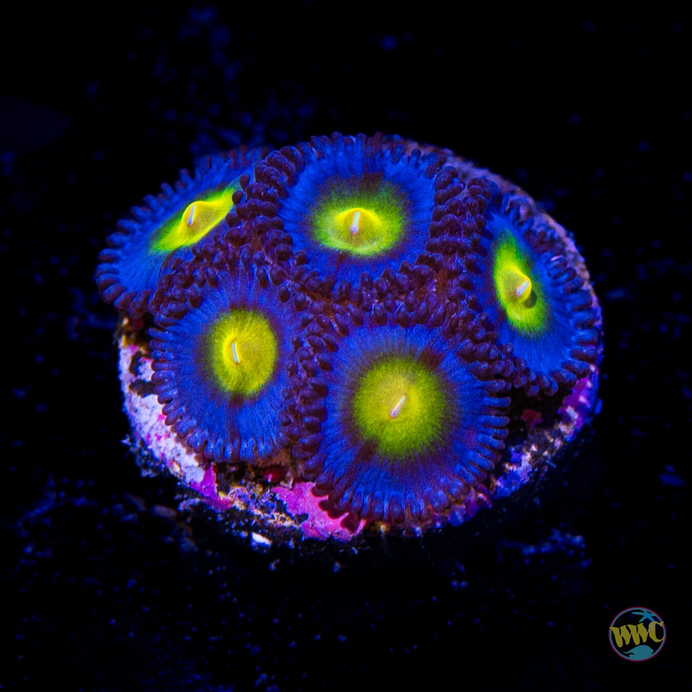 WWC AOI Zoanthids
