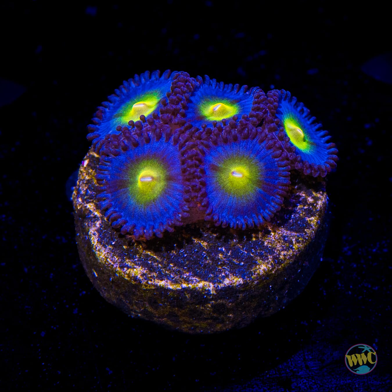 WWC AOI Zoanthids