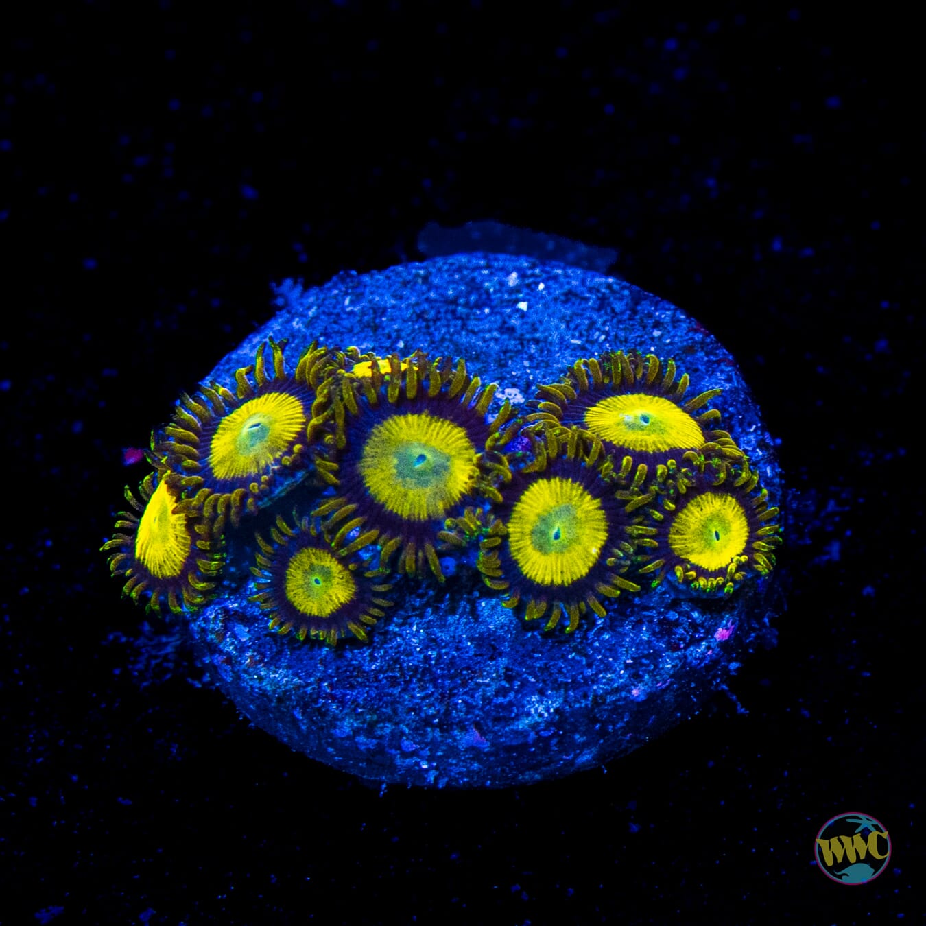 WWC King Midas Zoanthids