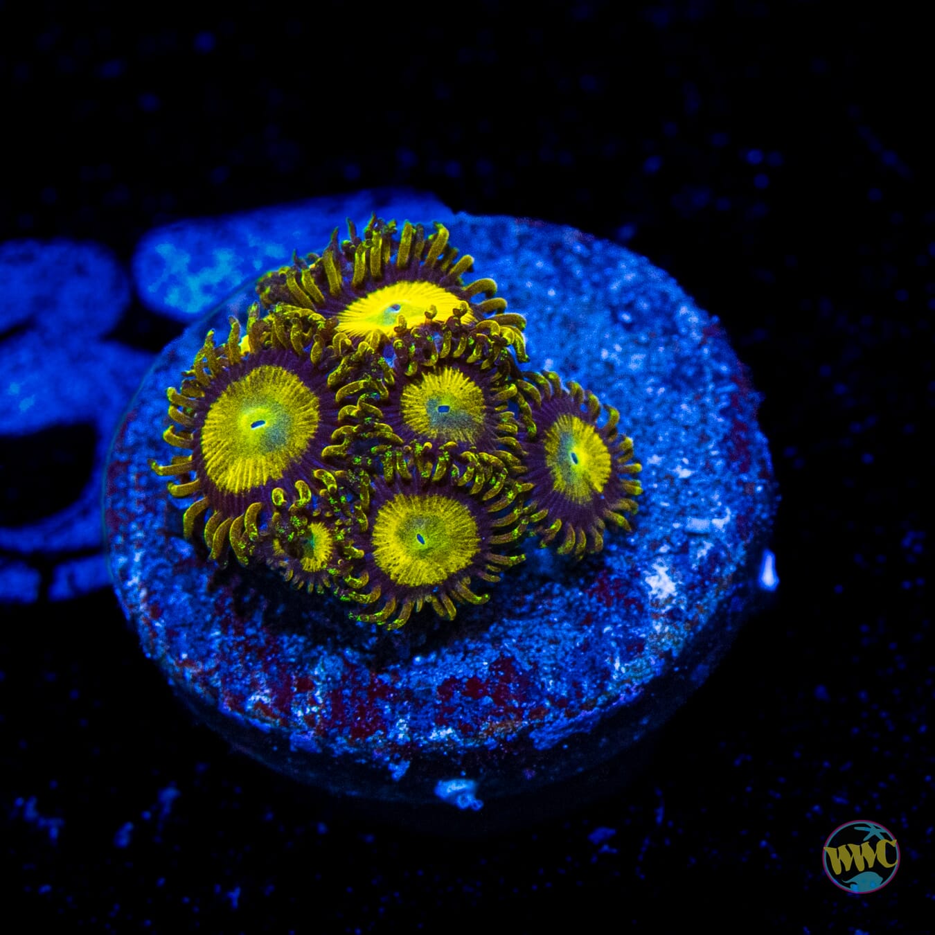 WWC King Midas Zoanthids