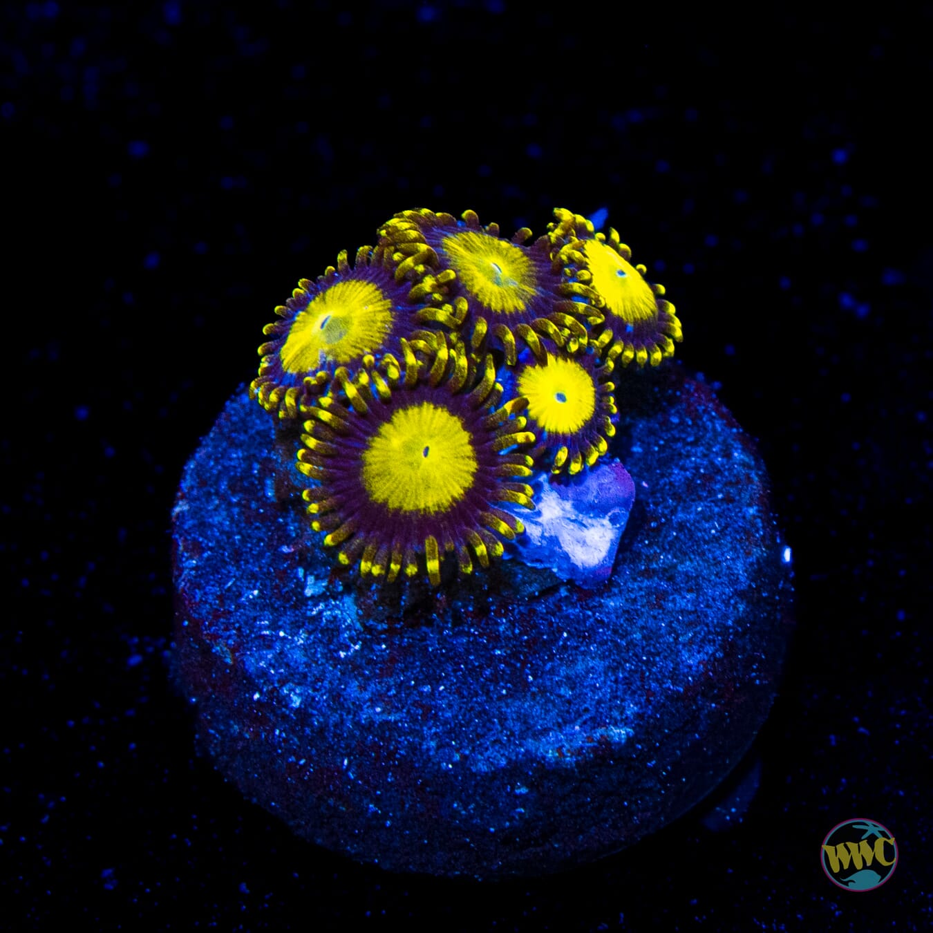 WWC King Midas Zoanthids
