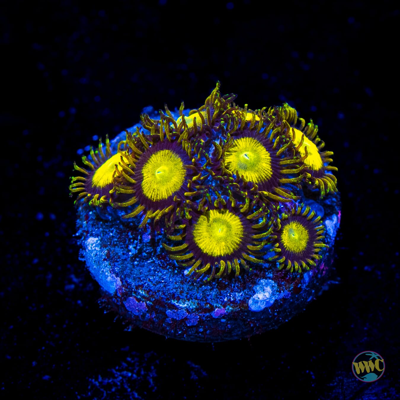 WWC King Midas Zoanthids