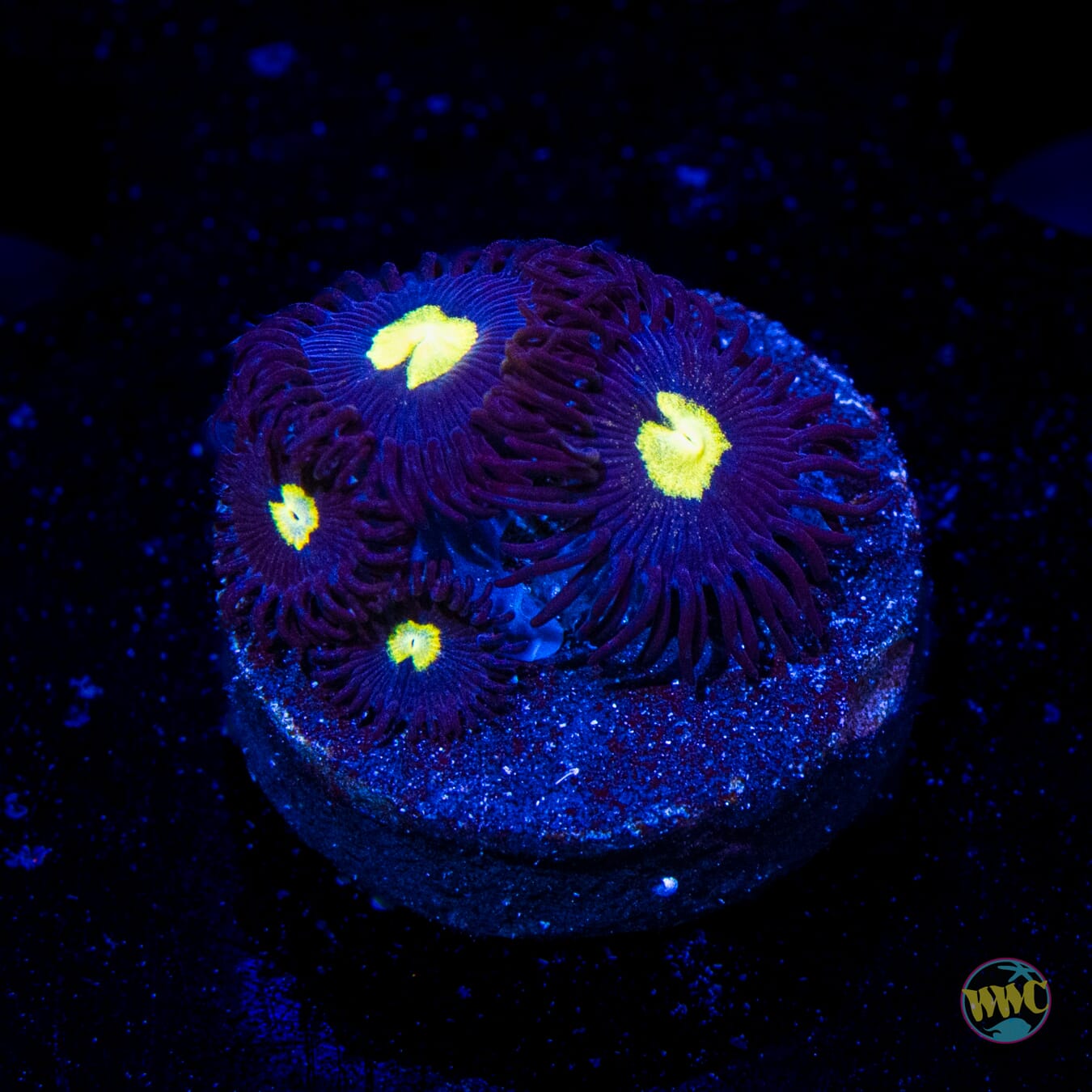 WWC Lightning Bug Zoanthids