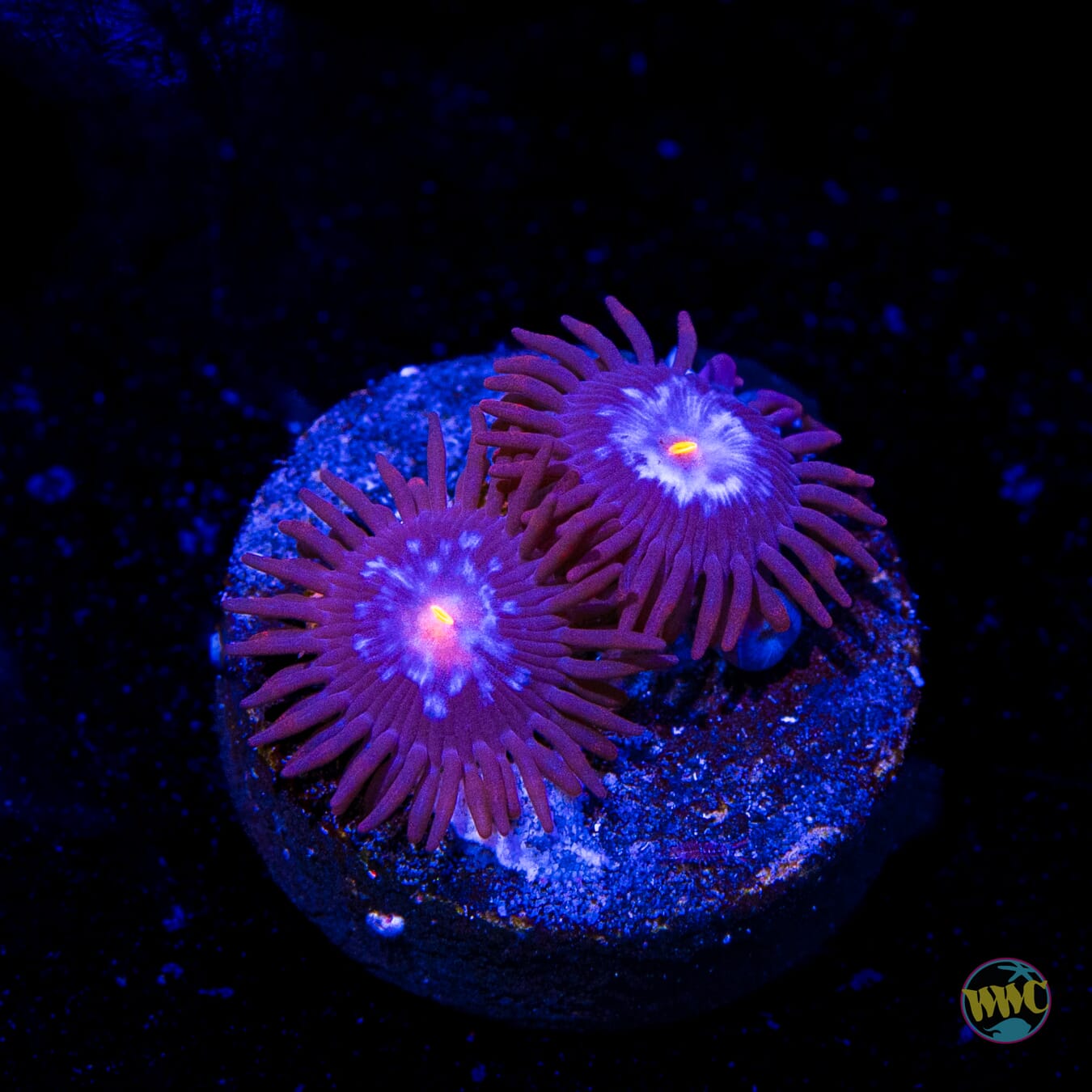WWC Blue Steel Zoanthids