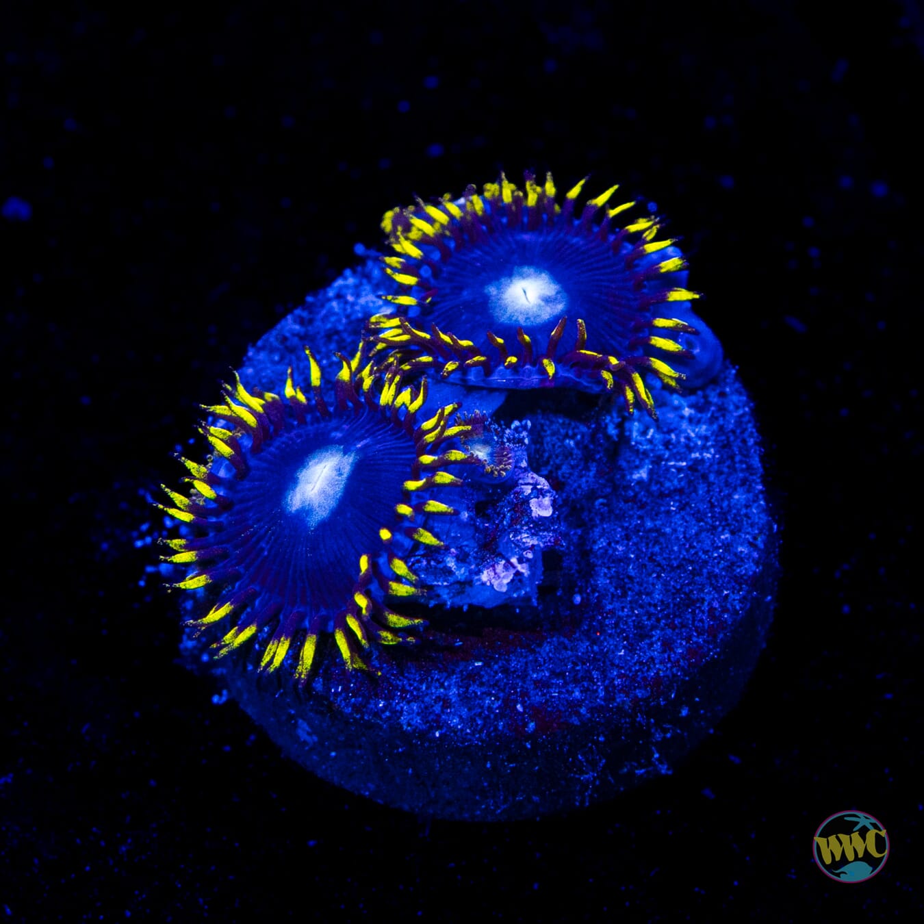 WWC Crown Royal Zoanthids