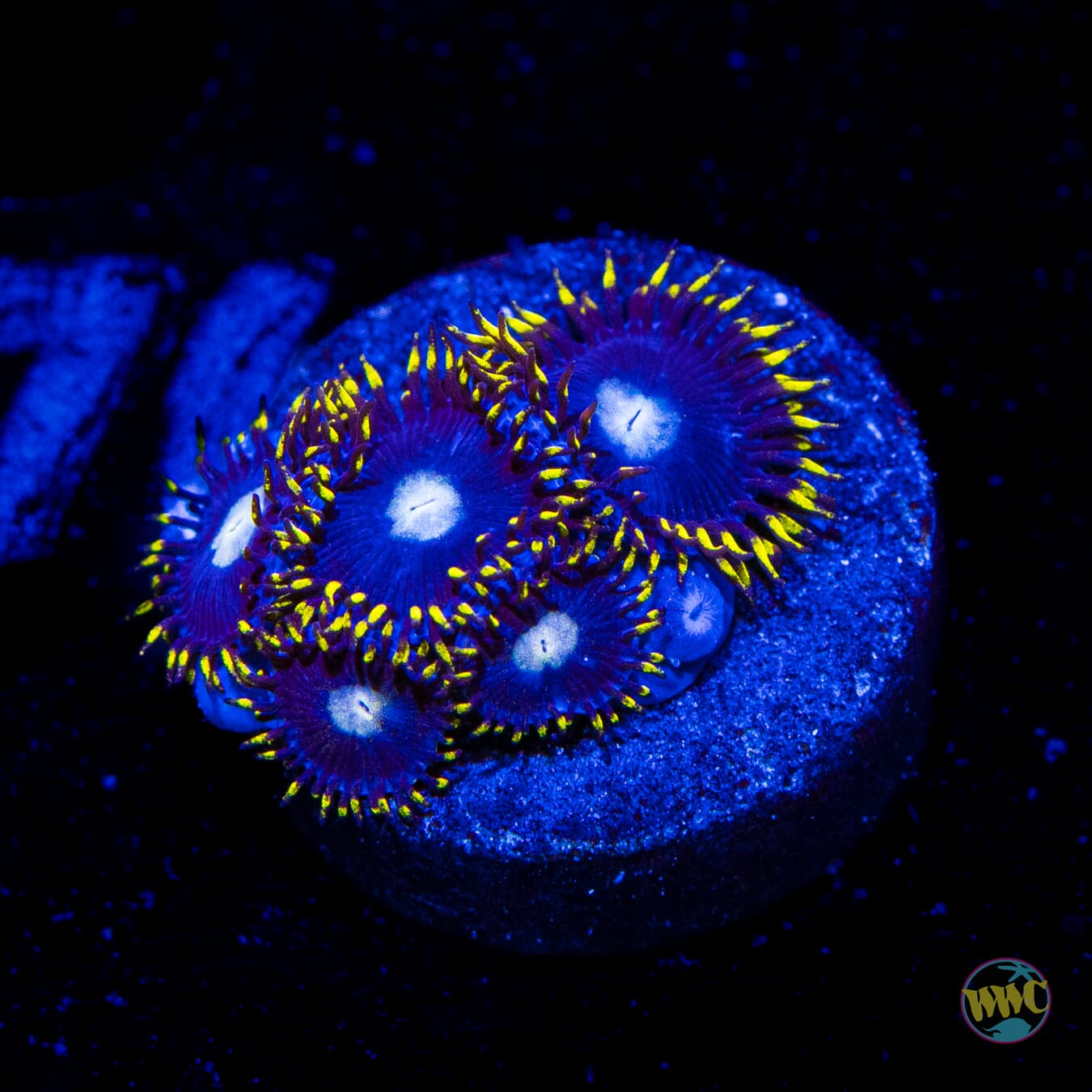 WWC Crown Royal Zoanthids
